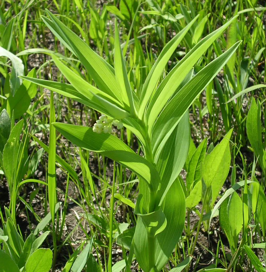 Solomon's Plume (Smilacina Racemosa) — It's a charming addition to woodland gardens; only needing a light layer of mulch for moisture retention and, image 71