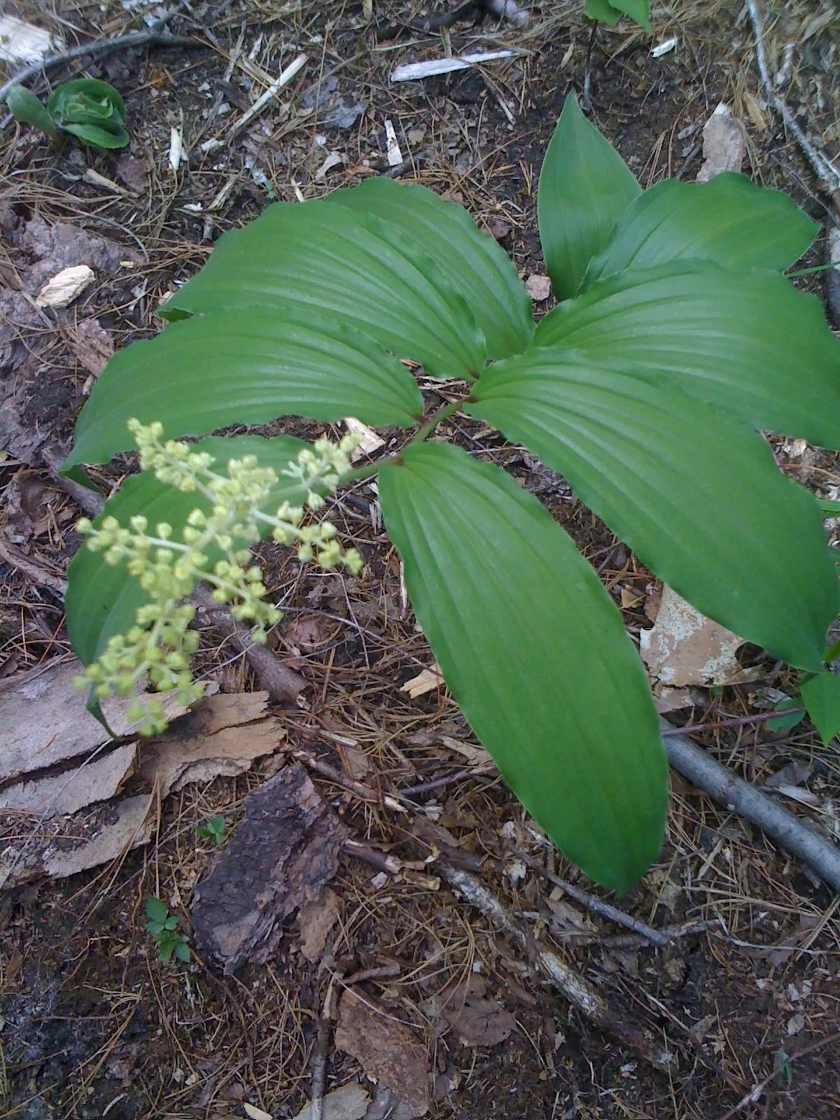 Solomon's Plume (Smilacina Racemosa) — arched stems reaching up to 3 feet with dense racemes of creamy white flowers in late spring; ideal for, image 101