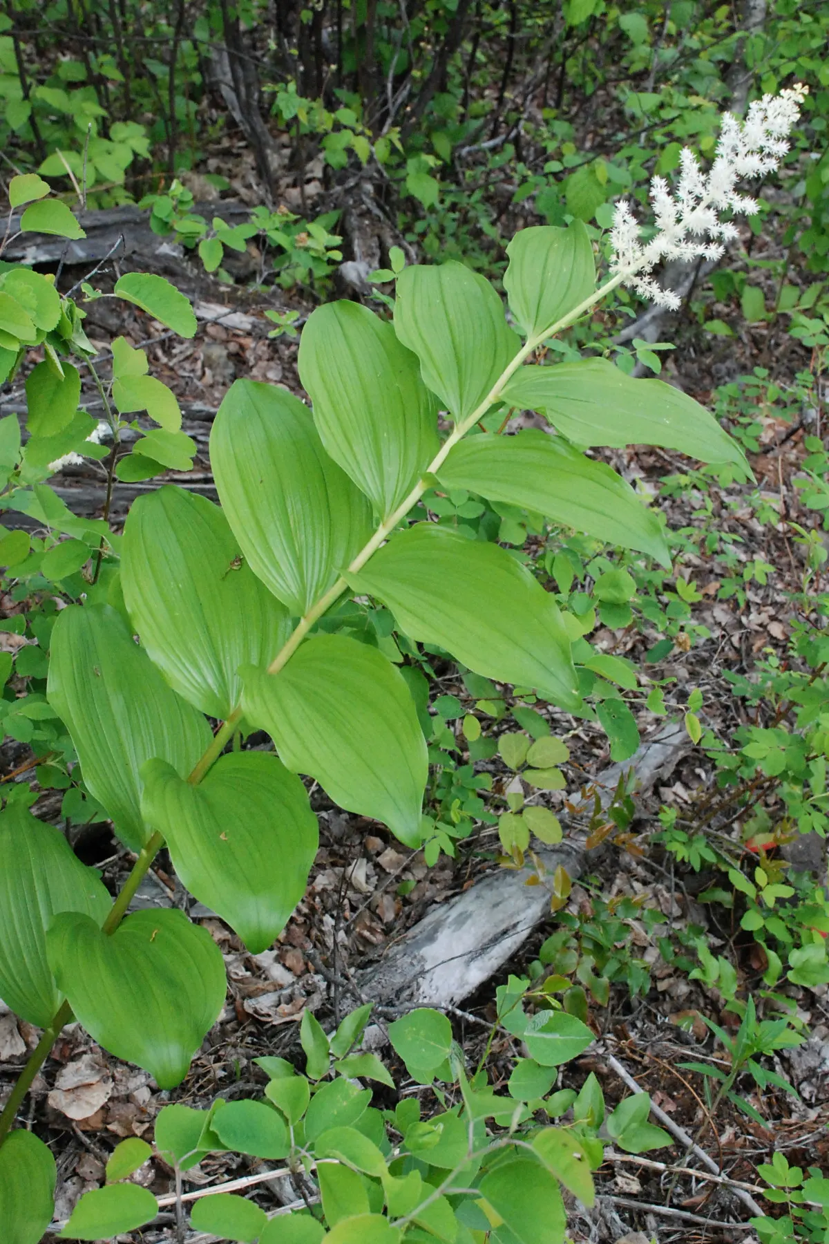 Solomon's Plume (Smilacina Racemosa) — Post-bloom, brilliant red berries adorn the plant, attracting wildlife; it requires minimal care once, image 53