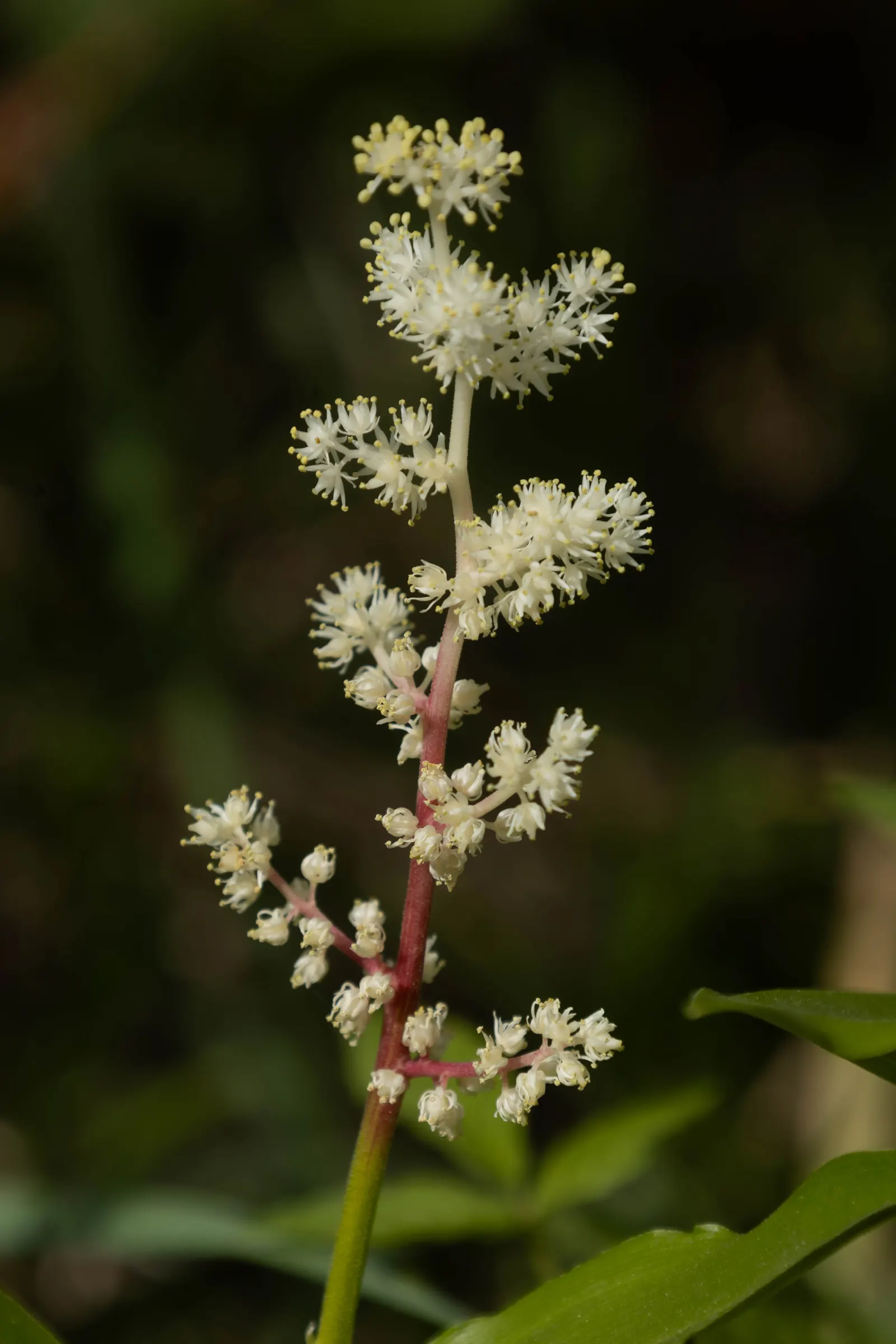 Solomon's Plume (Smilacina Racemosa) — ground cover / perennial with white blooms; while its flowers give way to pea-sized berries that turn from, image 99
