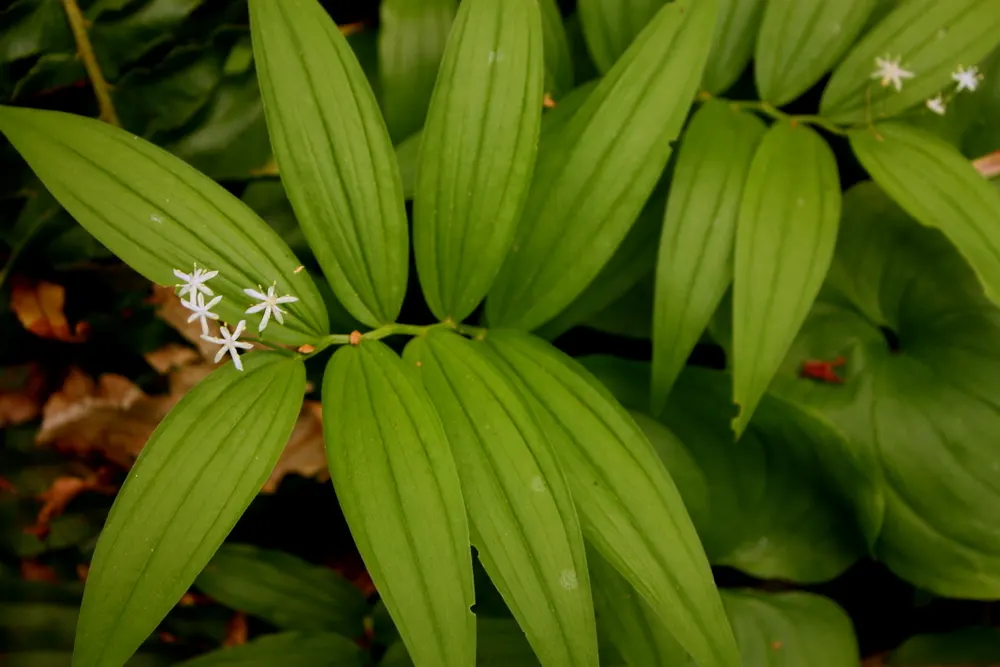 Solomon's Plume (Smilacina Racemosa) — forming feathery plumes of 4 to 6 inches in length that add a light; scientifically known as Maianthemum, image 62