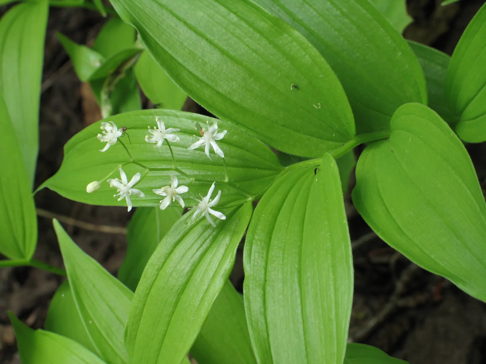 Solomon's Plume (Smilacina Racemosa) — arched stems reaching up to 3 feet with dense racemes of creamy white flowers in late spring; ideal for woodland settings
