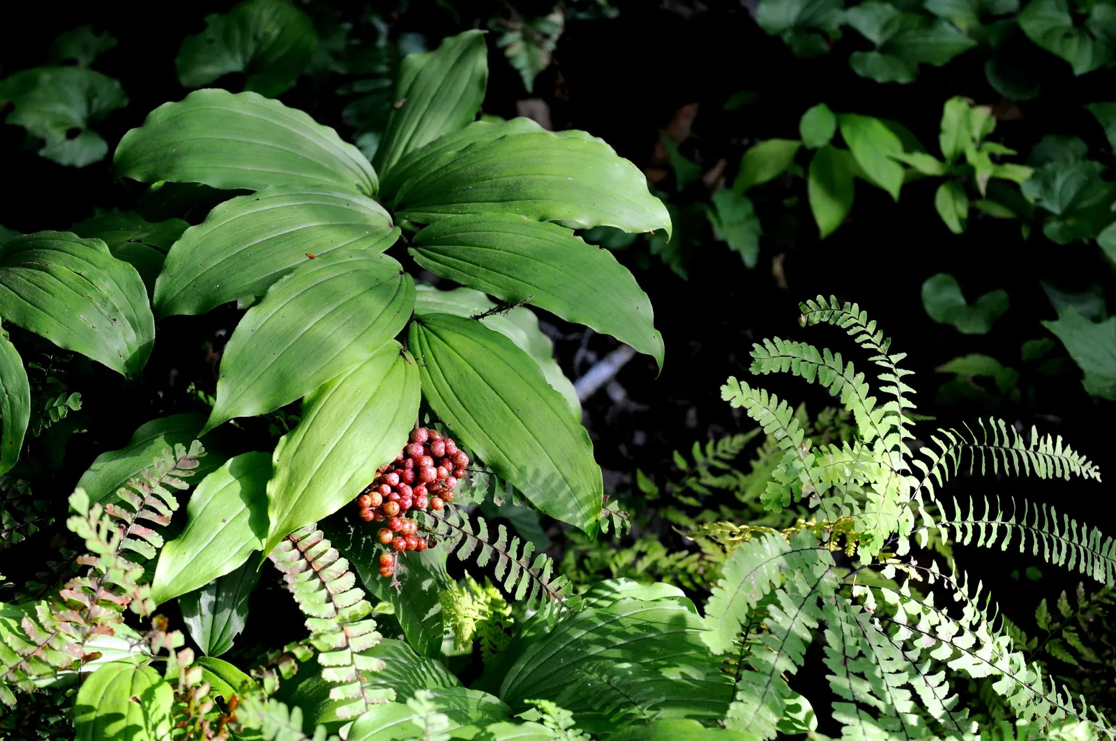 Solomon's Plume (Smilacina Racemosa) — These starry blooms are tightly clustered at the tips of the stems; ground cover / perennial with white, image 111