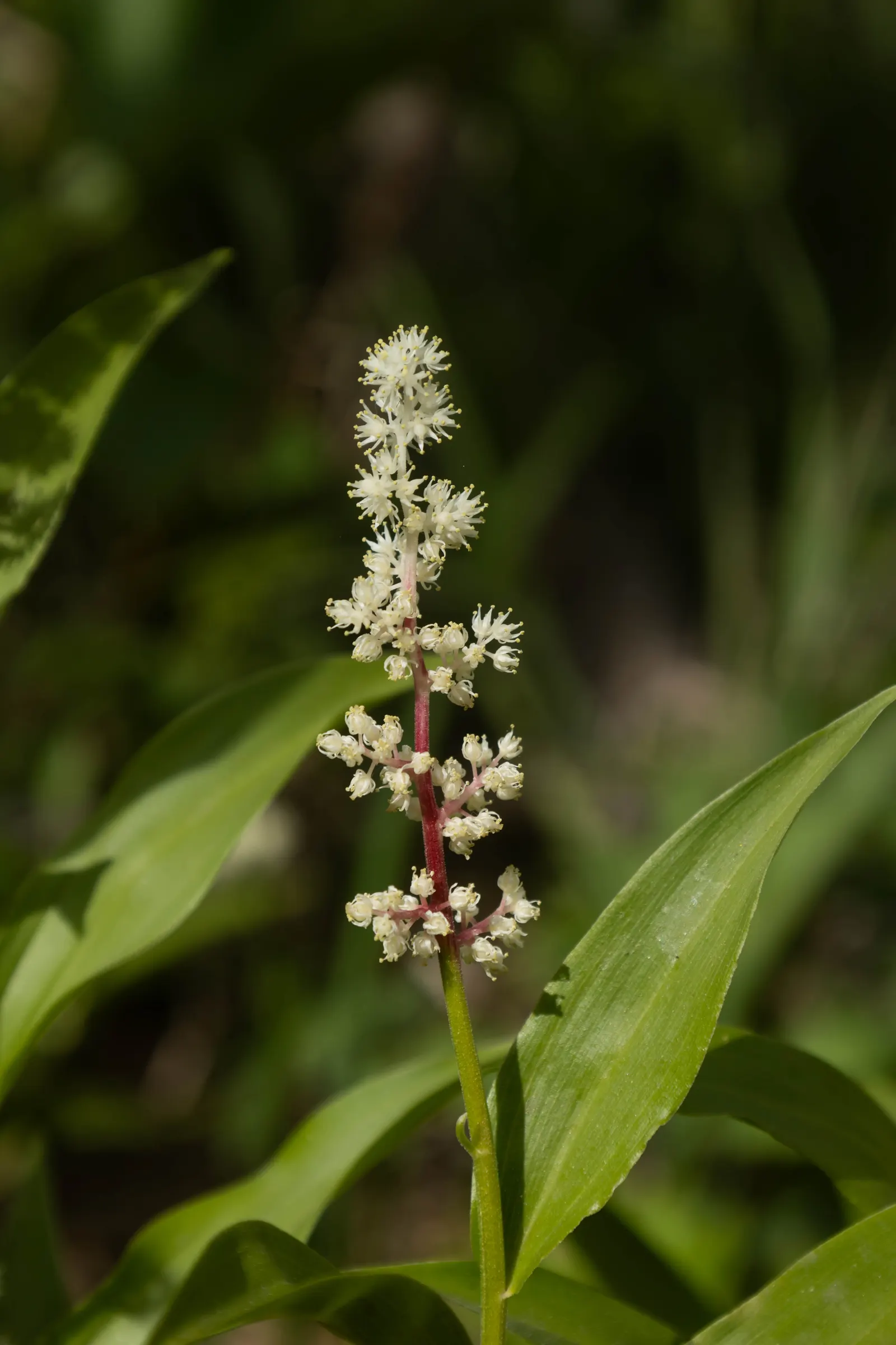Solomon's Plume (Smilacina Racemosa) — Ideal for woodland settings