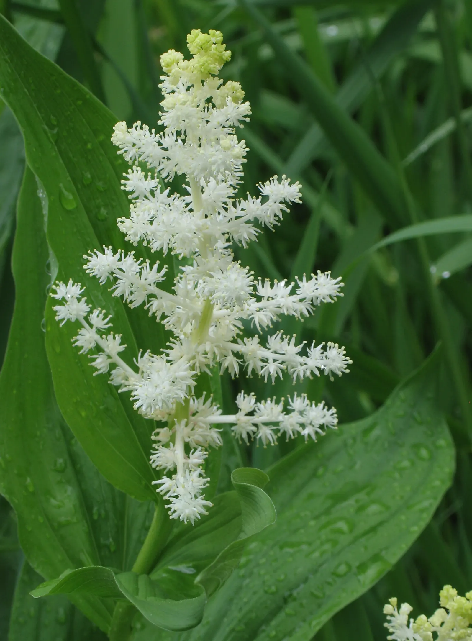 Solomon's Plume (Smilacina Racemosa) — it requires minimal care once established; white flowers in the garden