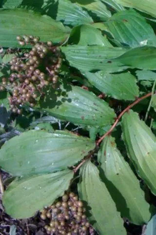 Solomon's Plume (Smilacina Racemosa) — well-drained soil that retains moisture