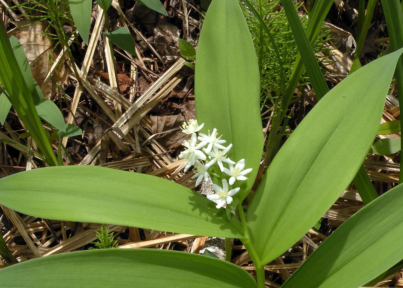 Solomon's Plume (Smilacina Racemosa) — Ideal for woodland settings; ground cover / perennial for full or half or shade