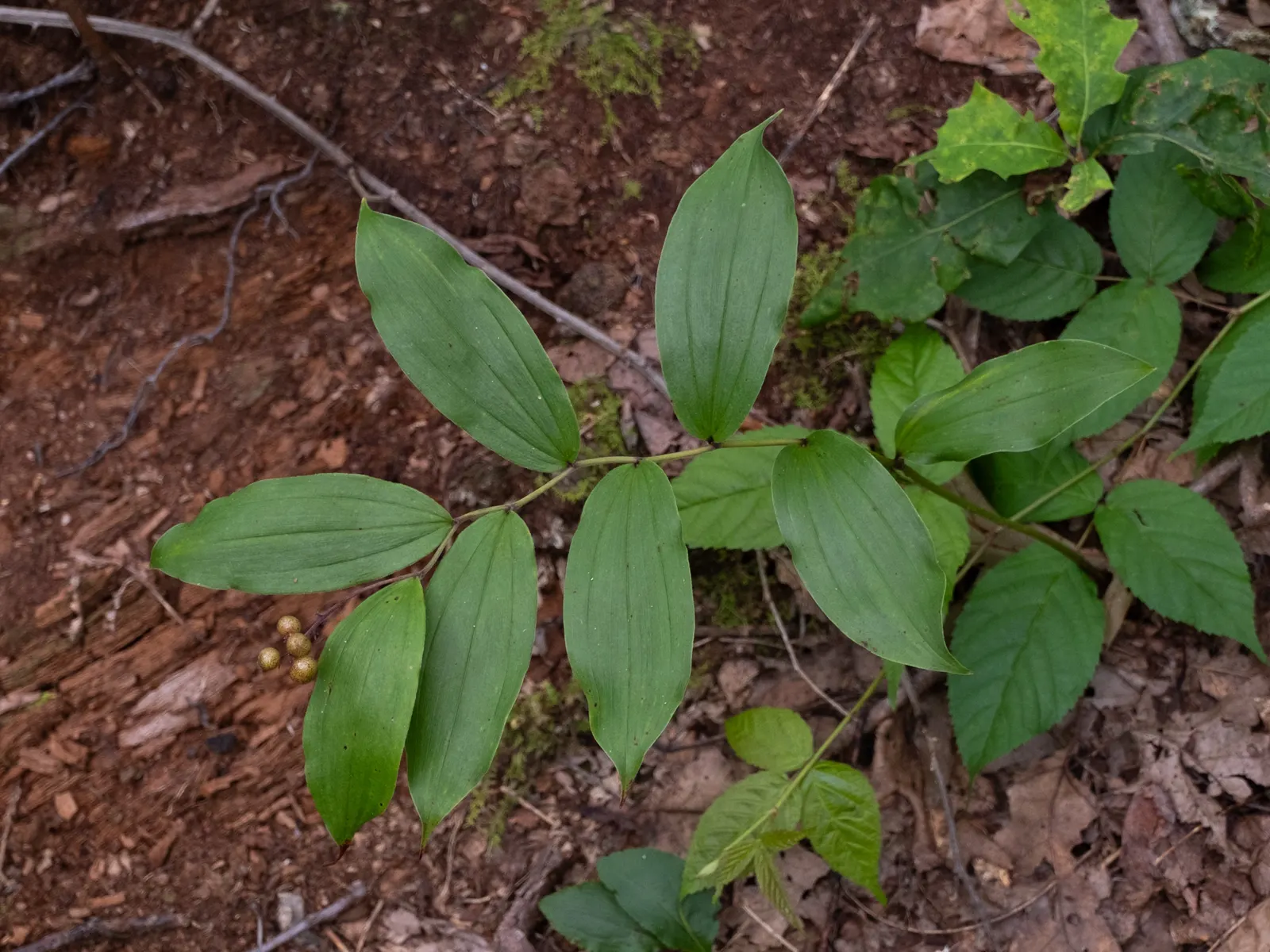 Solomon's Plume (Smilacina Racemosa) — arched stems reaching up to 3 feet with dense racemes of creamy white flowers in late spring