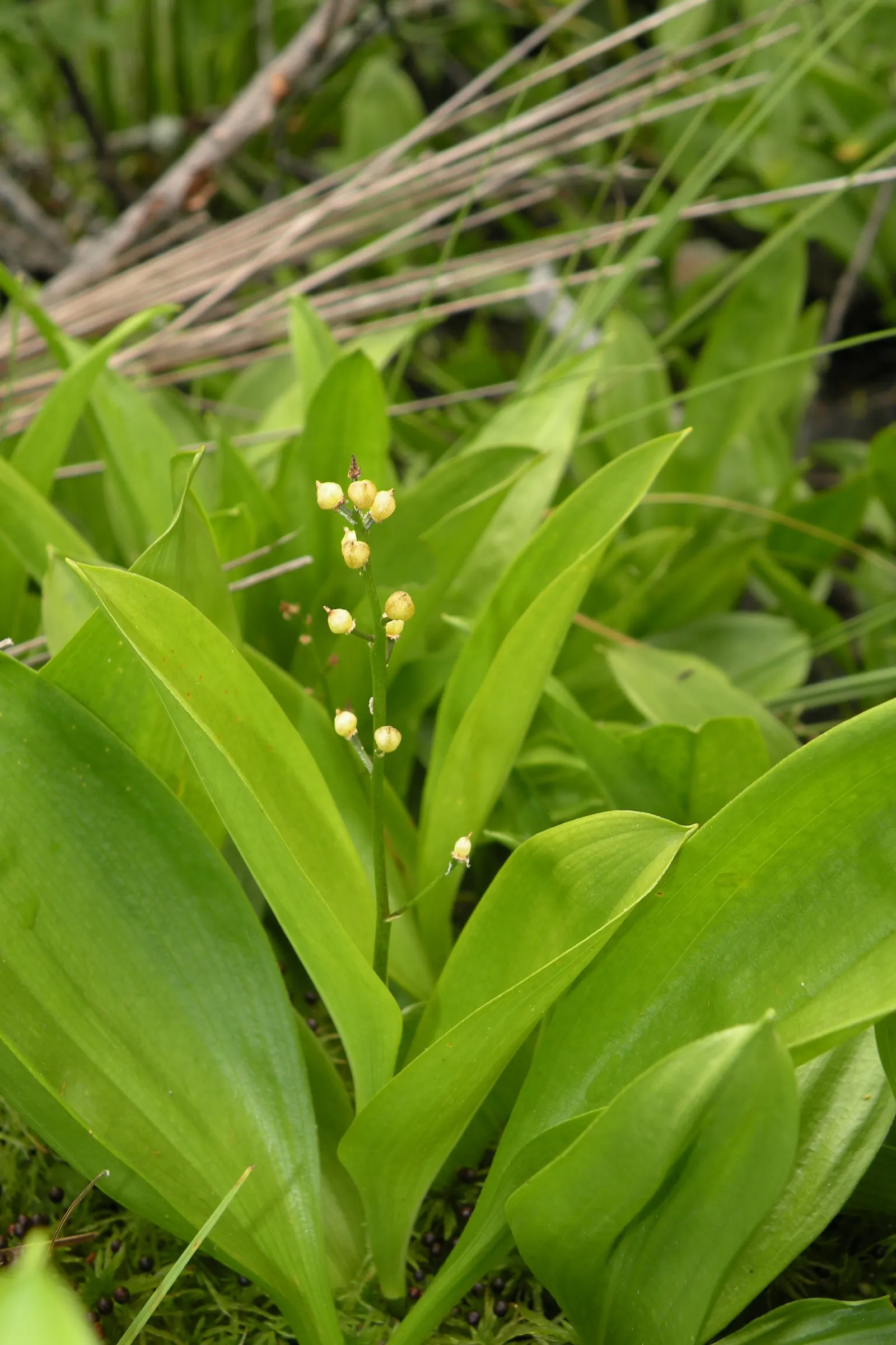 Solomon's Plume (Smilacina Racemosa) — it adds a delicate texture to shaded gardens with minimal maintenance; growing to a mature height of between, image 55