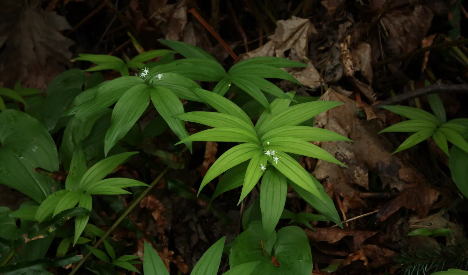 Solomon's Plume (Smilacina Racemosa) — ground cover / perennial for full or half or shade; especially when planted en masse for a serene