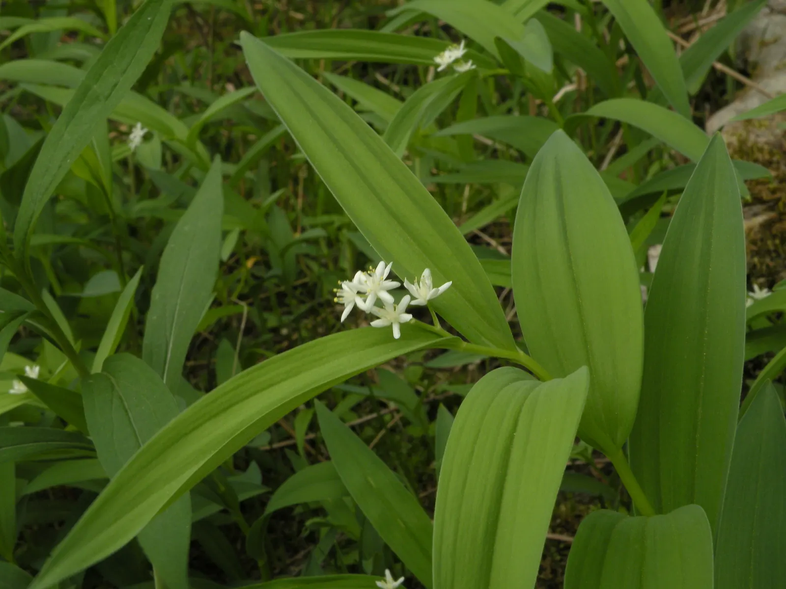 Solomon's Plume (Smilacina Racemosa) — A shade lover, it thrives in moist, well-drained soil, gradually forming lush colonies; these starry blooms are tightly