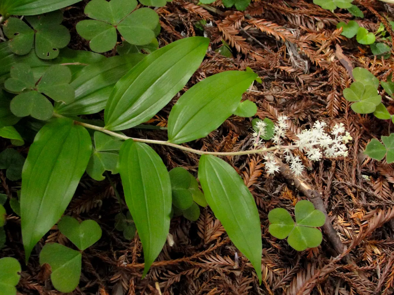 Solomon's Plume (Smilacina Racemosa) — especially when planted en masse for a serene; arched stems reaching up to 3 feet with dense racemes of, image 97