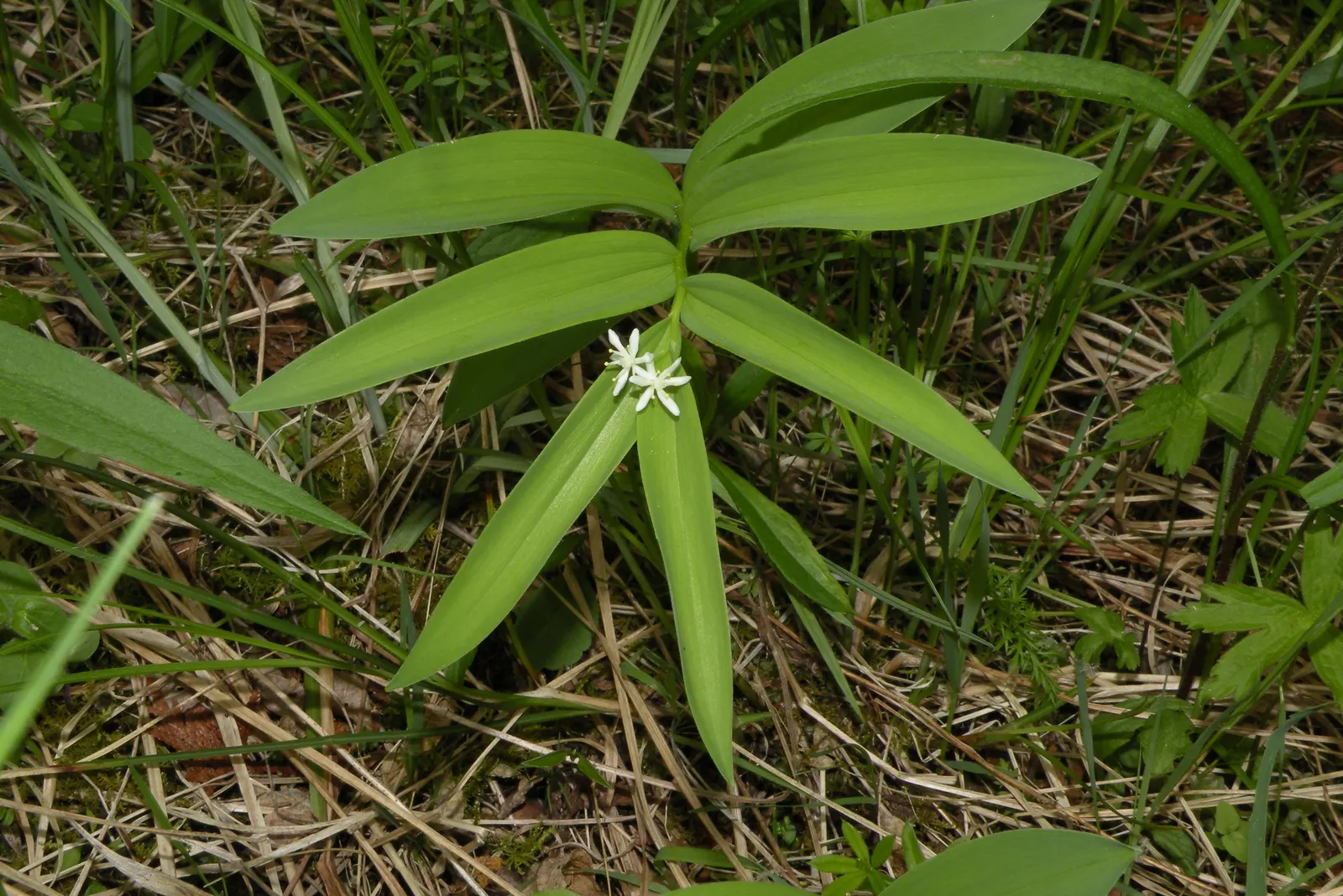 Solomon's Plume (Smilacina Racemosa) — scientifically known as Maianthemum racemosum (previously Smilacina racemosa)