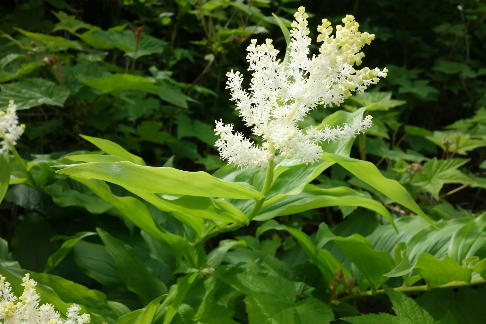 Solomon's Plume (Smilacina Racemosa) — It's a charming addition to woodland gardens; only needing a light layer of mulch for moisture retention and, image 96