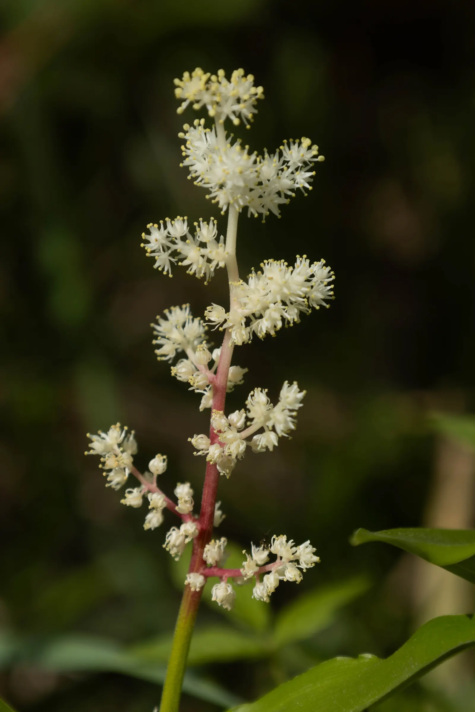 Solomon's Plume (Smilacina Racemosa) — scientifically known as Maianthemum racemosum (previously Smilacina racemosa); its foliage transforms into a, image 106
