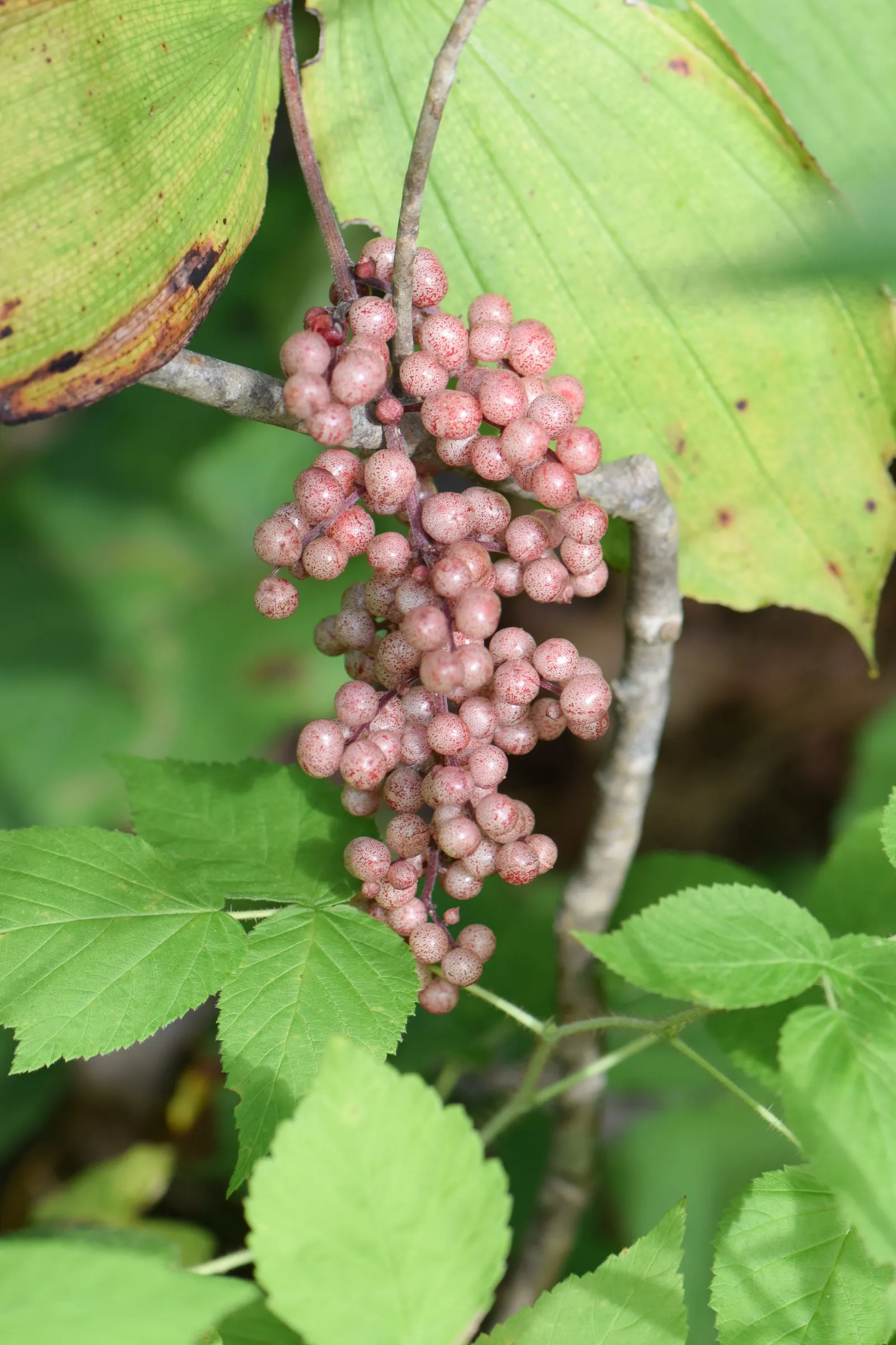 Solomon's Plume (Smilacina Racemosa) — ground cover / perennial for full or half or shade; especially when planted en masse for a serene, image 100