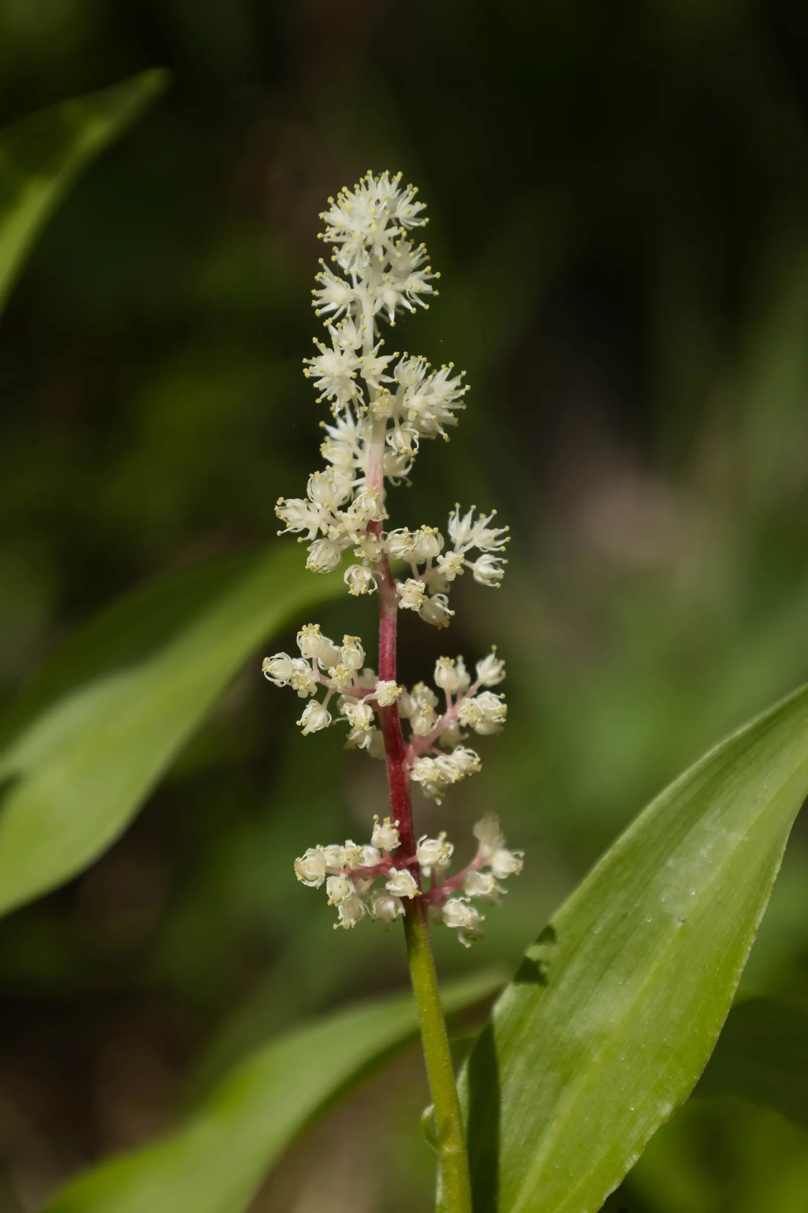 Solomon's Plume (Smilacina Racemosa) — Regular watering promotes optimal growth, especially during prolonged dry spells; forming feathery plumes of, image 95