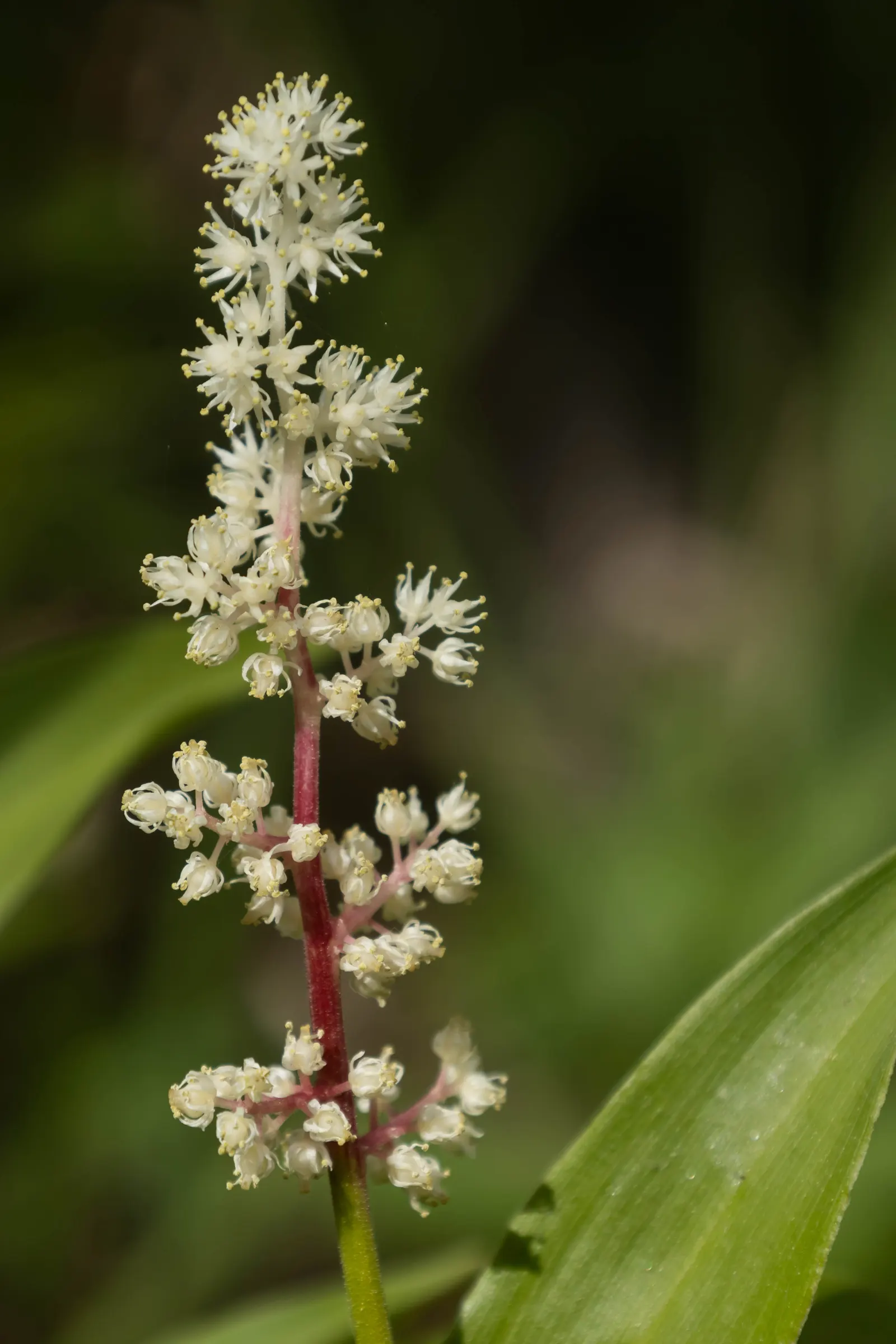 Solomon's Plume (Smilacina Racemosa) — only needing a light layer of mulch for moisture retention and winter protection