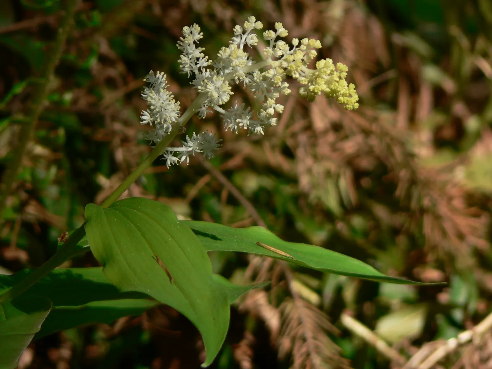 Solomon's Plume (Smilacina Racemosa) — well-drained soil that retains moisture; feathery backdrop to other shade-loving perennials, image 91