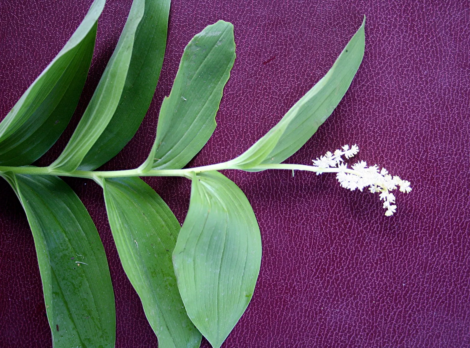 Solomon's Plume (Smilacina Racemosa) — Growing to a mature height of between 1.5 to 3 feet with a similar spread; it's a charming addition to, image 57