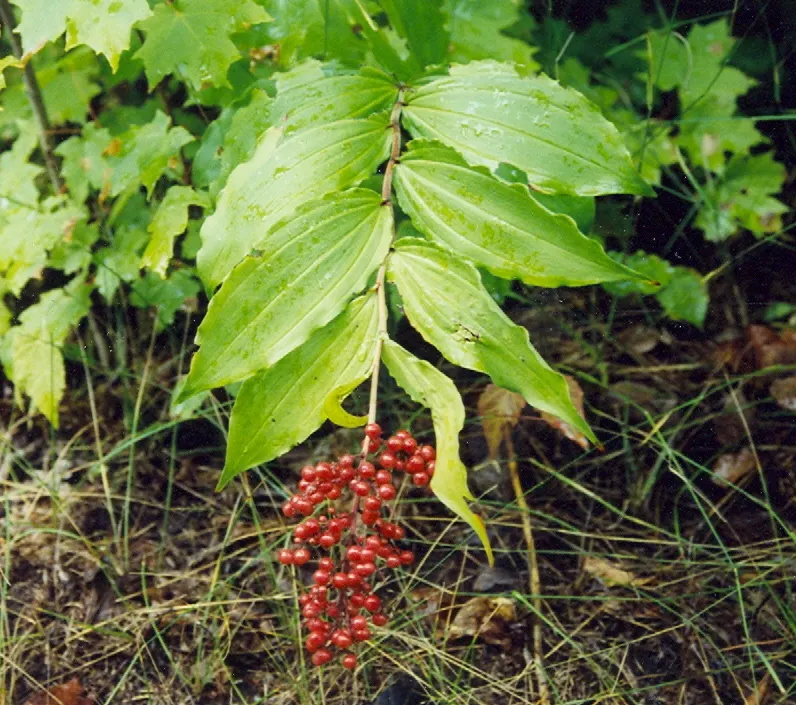 Solomon's Plume (Smilacina Racemosa) — Growing to a mature height of between 1.5 to 3 feet with a similar spread; it's a charming addition to woodland gardens