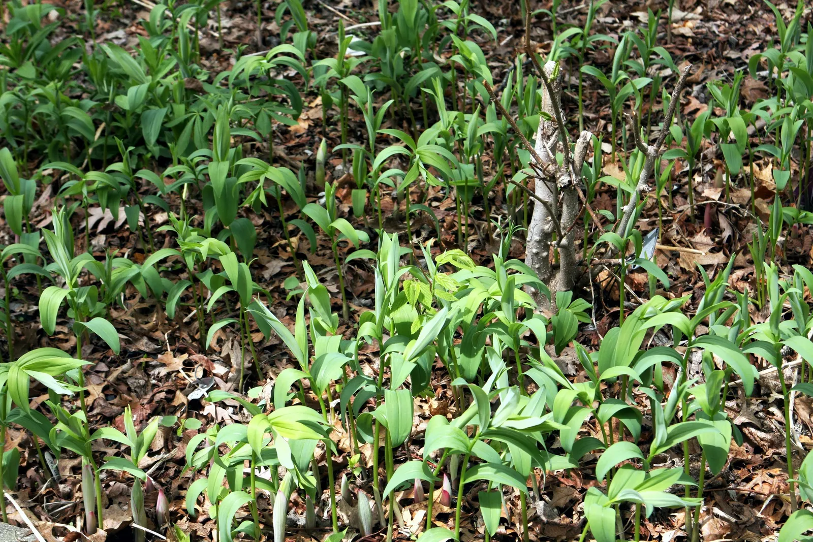 Solomon's Plume (Smilacina Racemosa) — pointed leaves that can reach 3 to 6 inches in length; post-bloom, brilliant red berries adorn the plant, image 83
