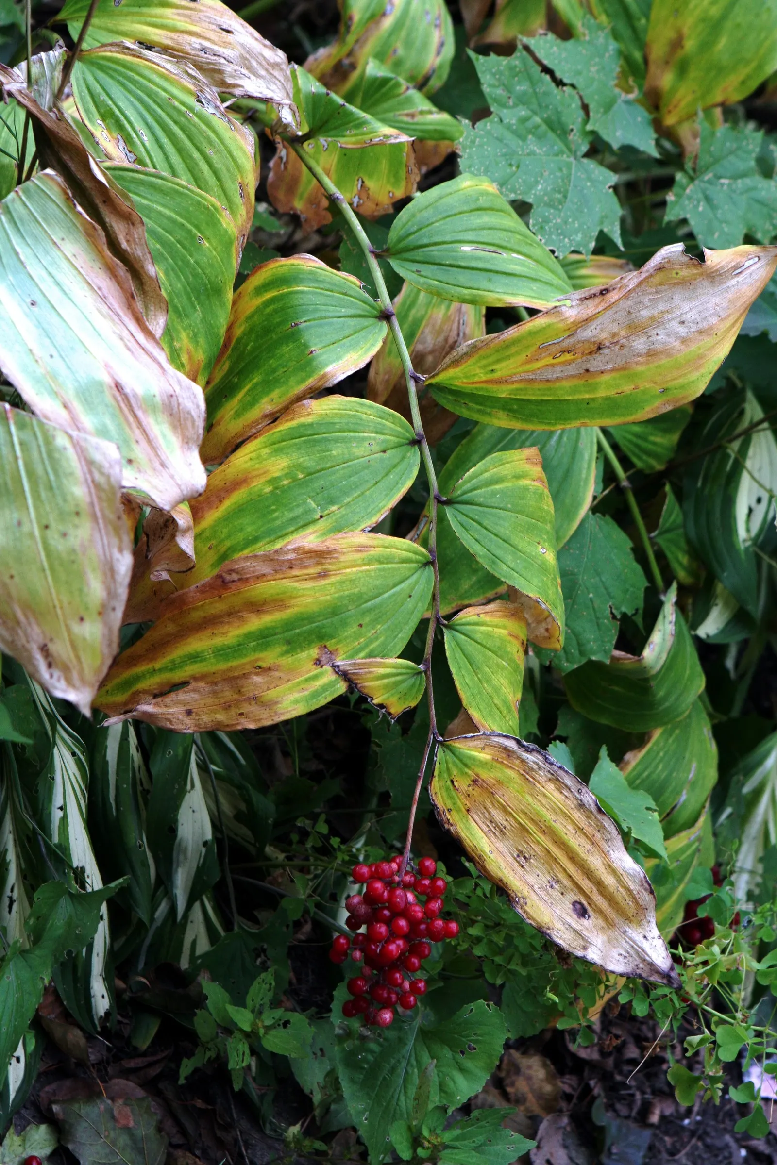 Solomon's Plume (Smilacina Racemosa) — it adds a delicate texture to shaded gardens with minimal maintenance
