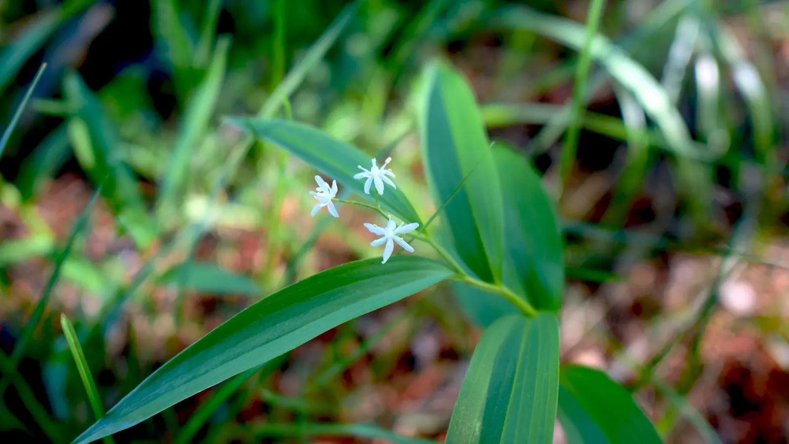 Solomon's Plume (Smilacina Racemosa) — As a low-maintenance plant; well-drained soil that retains moisture, image 67