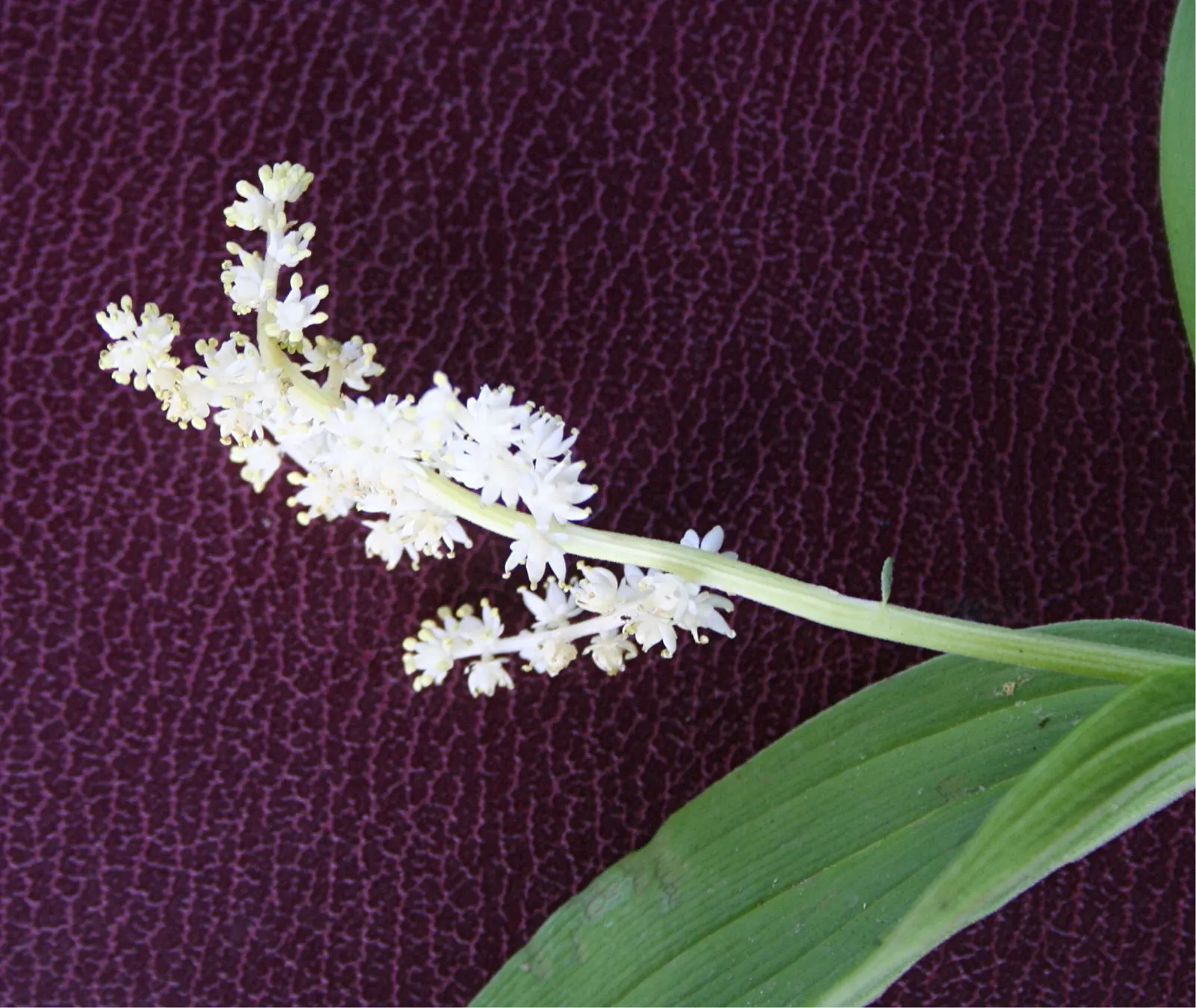 Solomon's Plume (Smilacina Racemosa) — especially when planted en masse for a serene; arched stems reaching up to 3 feet with dense racemes of creamy white