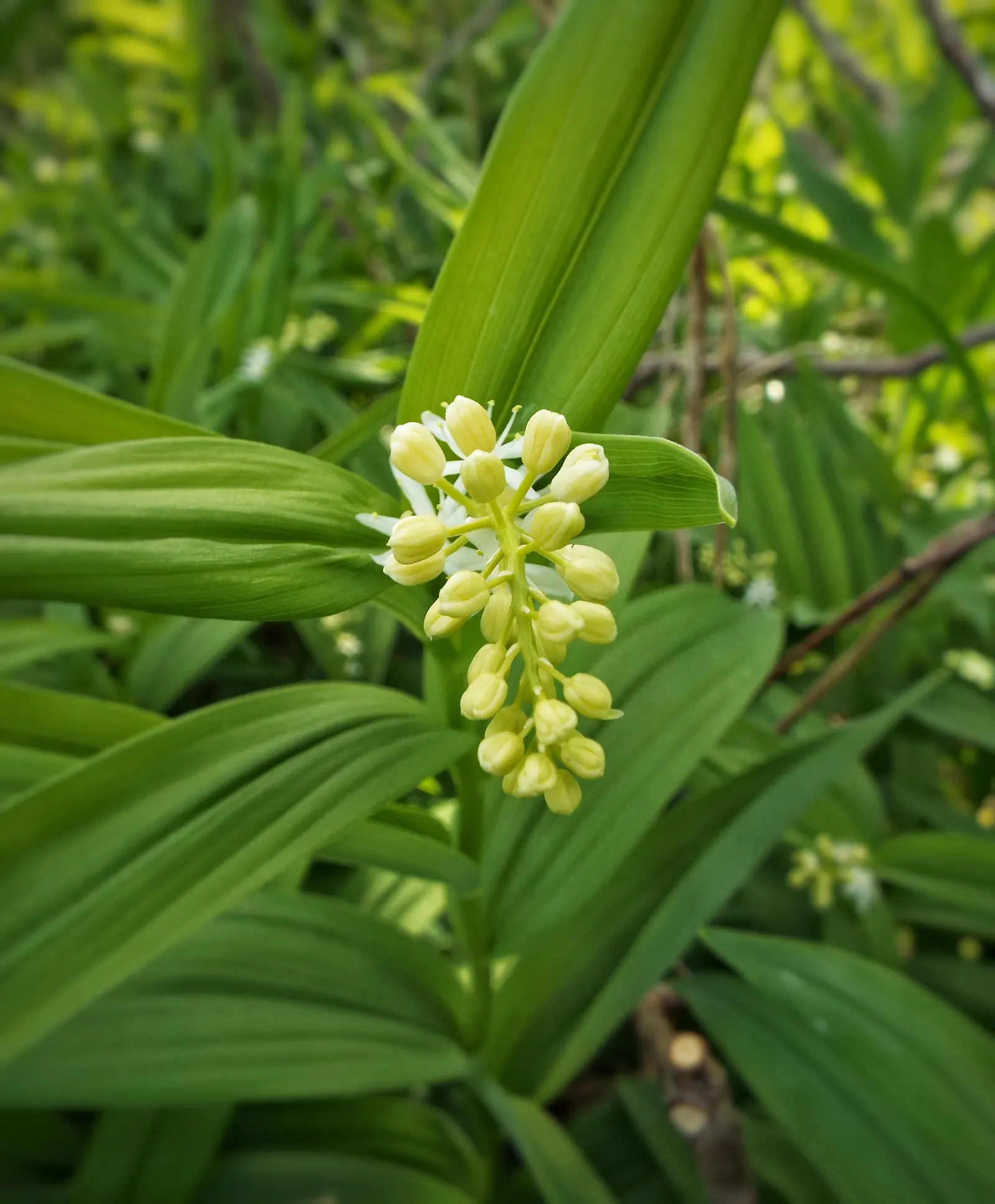 Solomon's Plume (Smilacina Racemosa) — Post-bloom, brilliant red berries adorn the plant, attracting wildlife; it requires minimal care once, image 78
