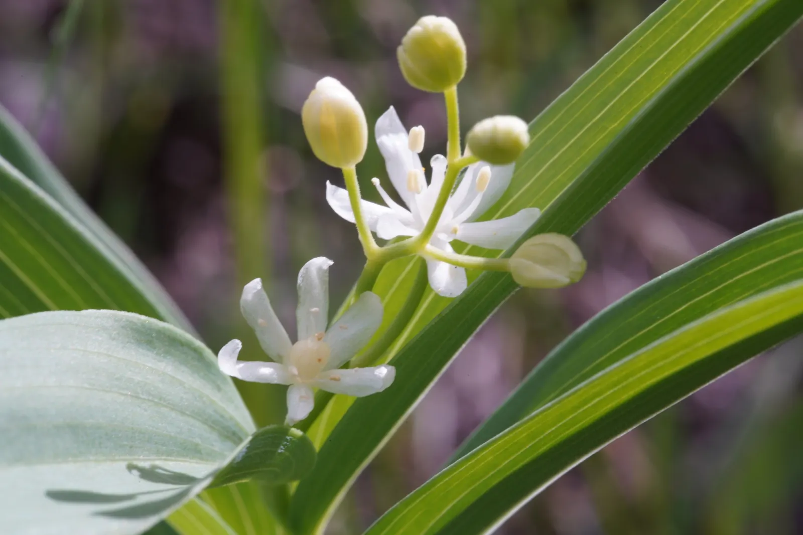 Solomon's Plume (Smilacina Racemosa) — forming feathery plumes of 4 to 6 inches in length that add a light; scientifically known as Maianthemum racemosum