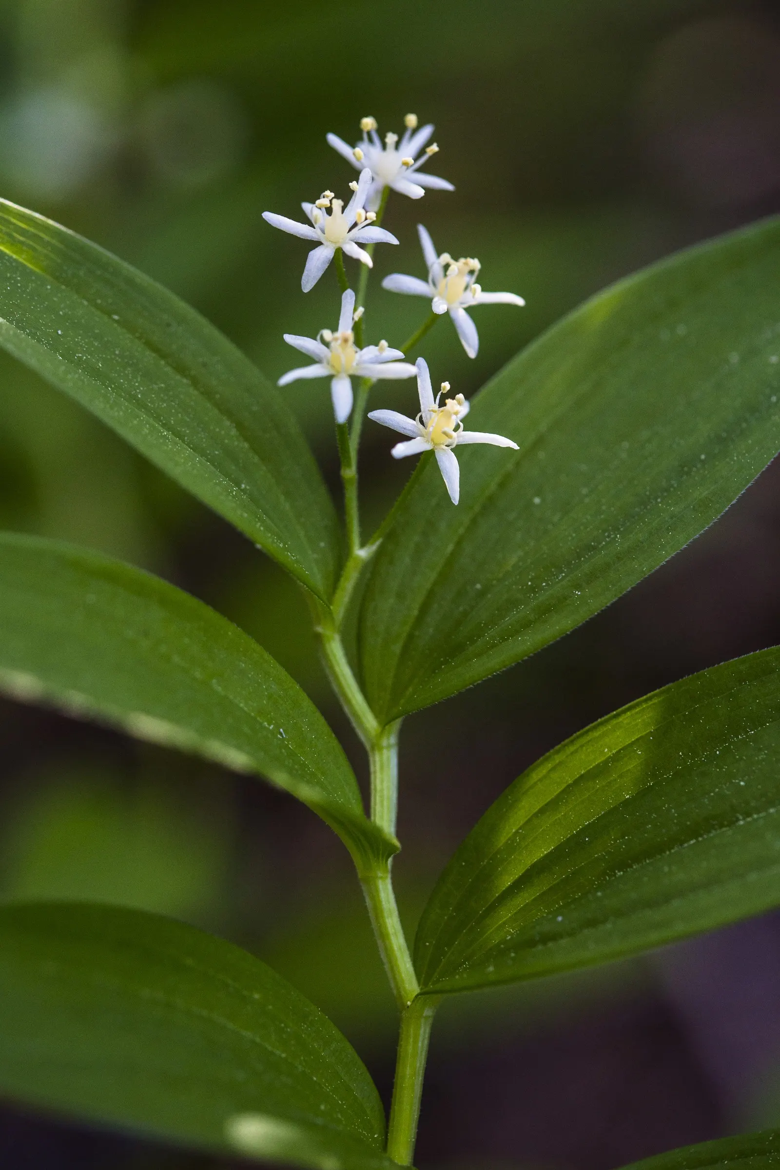 Solomon's Plume (Smilacina Racemosa) — From late spring to early summer, it graces gardens with creamy-white, fragrant flowers; as a, image 110