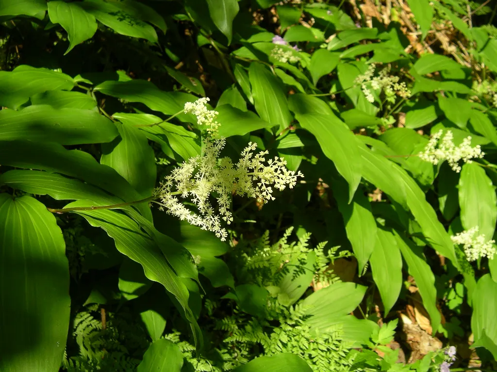 Solomon's Plume (Smilacina Racemosa) — Growing to a mature height of between 1.5 to 3 feet with a similar spread