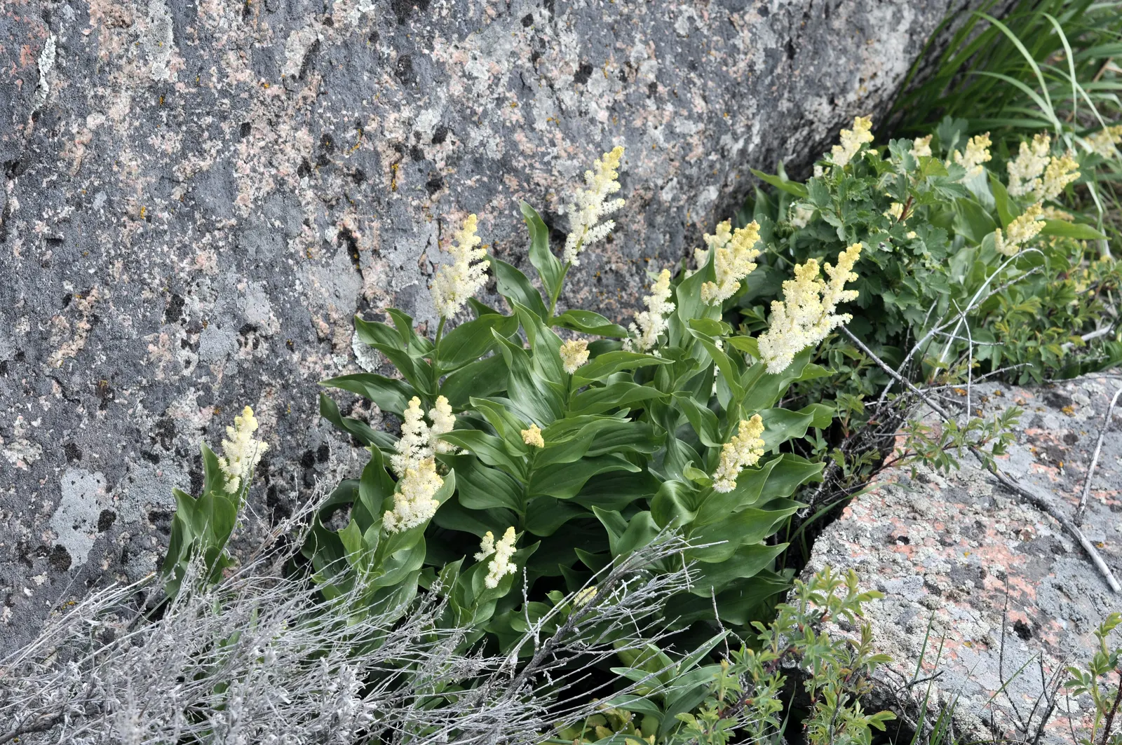 Solomon's Plume (Smilacina Racemosa) — arched stems reaching up to 3 feet with dense racemes of creamy white flowers in late spring; ideal for, image 51