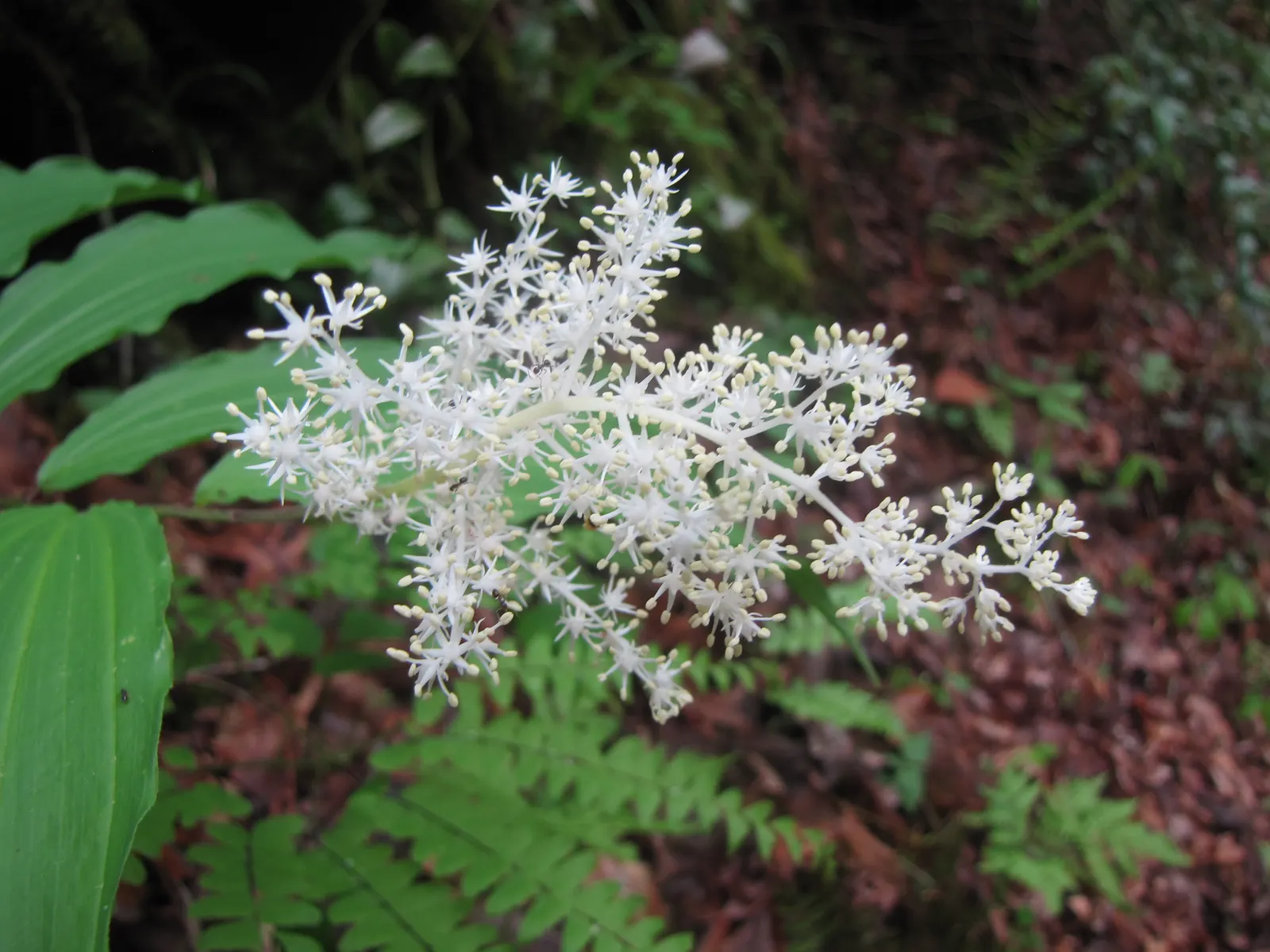 Solomon's Plume (Smilacina Racemosa) — while its flowers give way to pea-sized berries that turn from green to ruby red