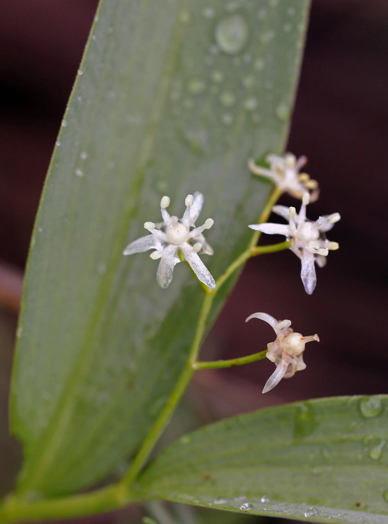 Solomon's Plume (Smilacina Racemosa) — well-drained soil that retains moisture; feathery backdrop to other shade-loving perennials, image 66