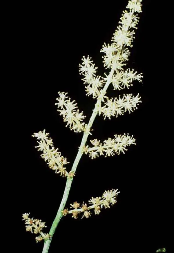 Solomon's Plume (Smilacina Racemosa) — white flowers in the garden