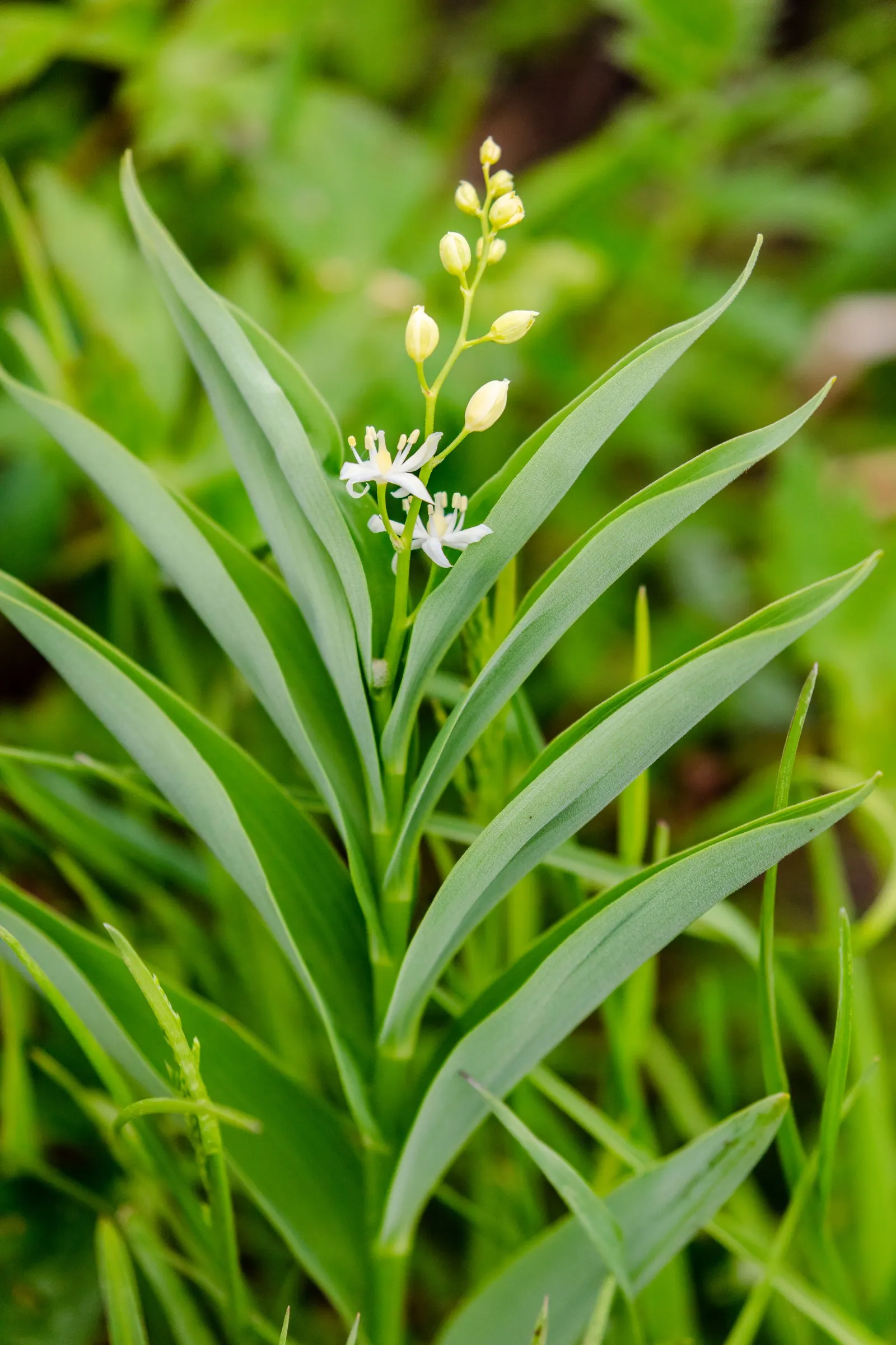 Solomon's Plume (Smilacina Racemosa) — while its flowers give way to pea-sized berries that turn from green to ruby red; a shade lover, it thrives, image 90