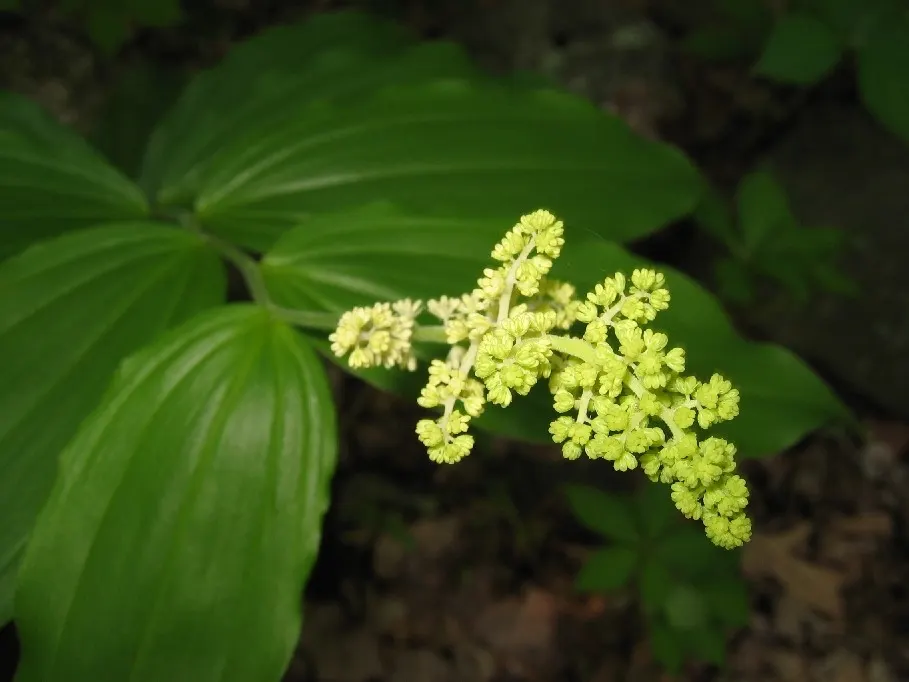 Solomon's Plume (Smilacina Racemosa) — From late spring to early summer, it graces gardens with creamy-white, fragrant flowers