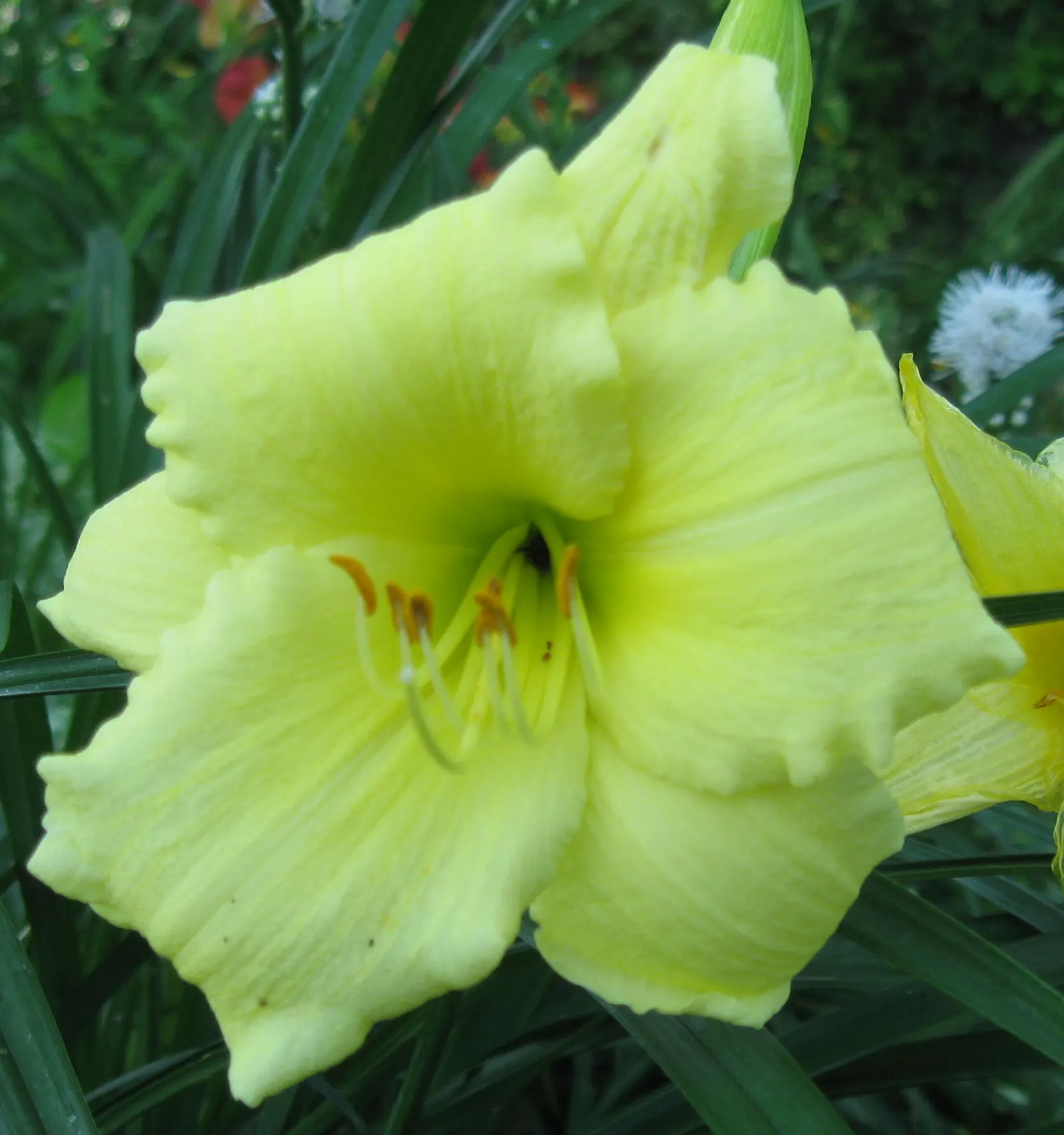 Stella Supreme Daylily (Hemerocallis 'Stella Supreme') — Their continuous blooming from early summer to frost and low-growing
