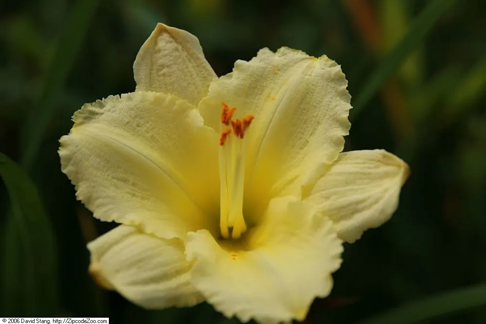 Stella Supreme Daylily (Hemerocallis 'Stella Supreme') — These daylilies feature a profusion of trumpet-shaped, 3.75-inch-wide flowers with a pleasing fragrance