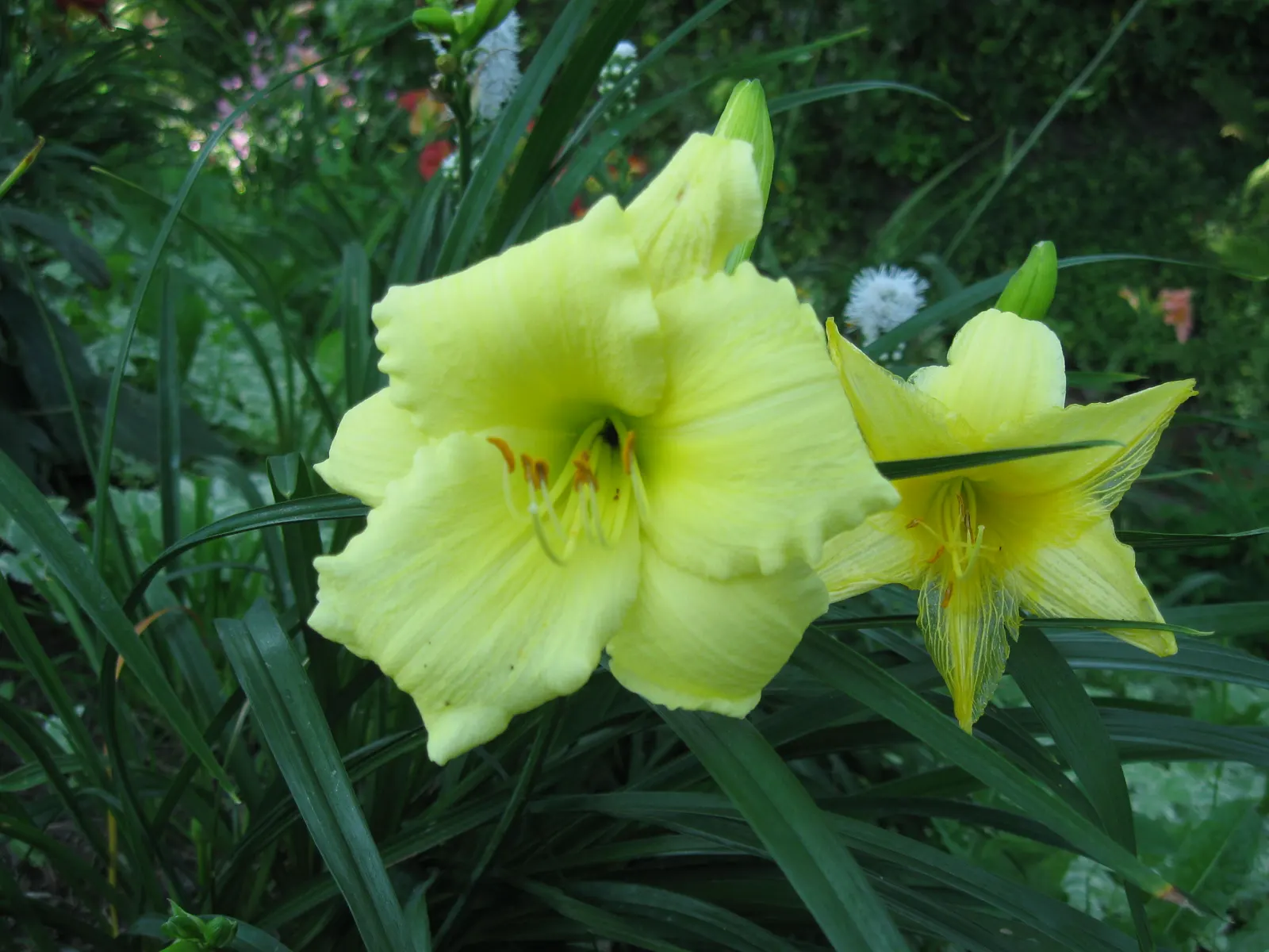 Stella Supreme Daylily (Hemerocallis 'Stella Supreme') — The Hemerocallis 'Stella Supreme' is a vibrant perennial with lemon-yellow blossoms