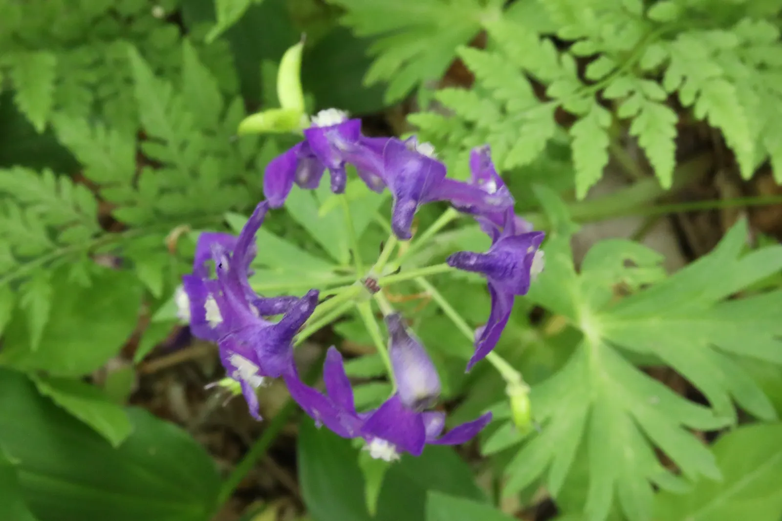 Dwarf Larkspur (Delphinium Tricorne) — blue and purple and violet flowers in the garden