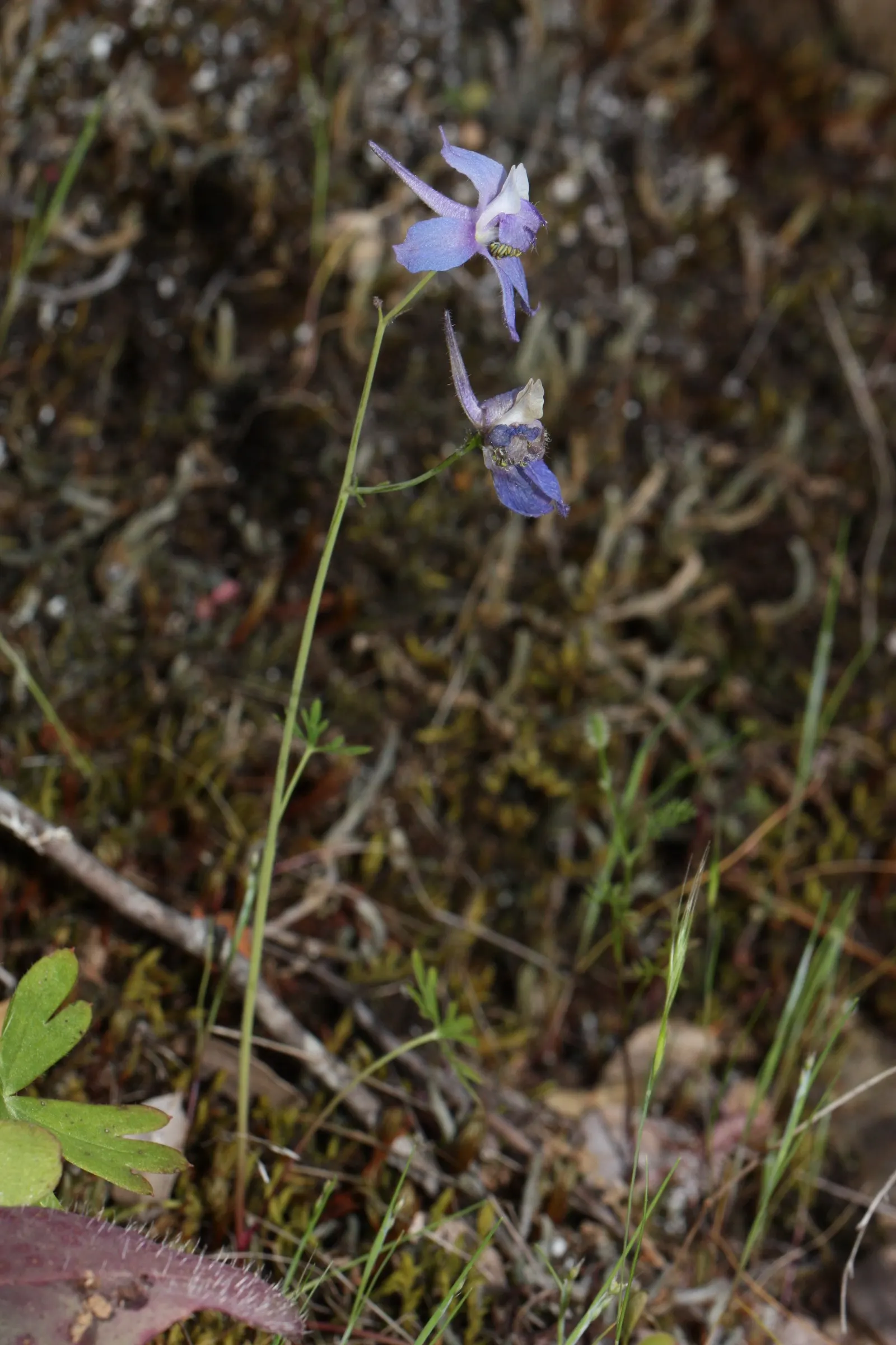 Dwarf Larkspur (Delphinium Tricorne) — accompanied by distinctive spurred backs