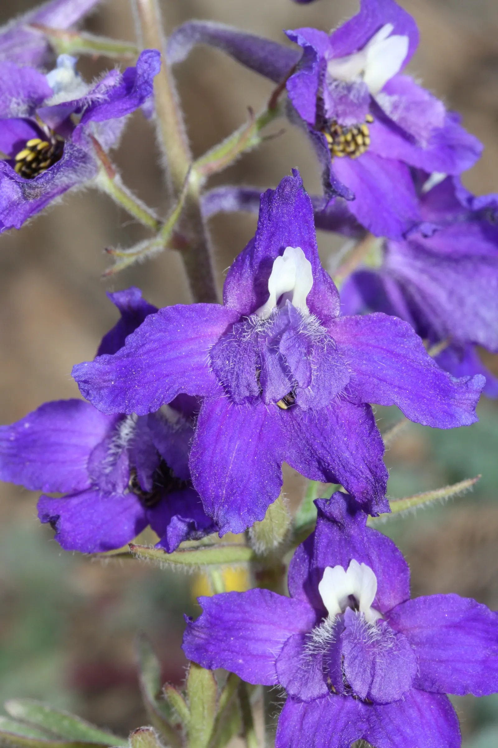 Dwarf Larkspur (Delphinium Tricorne) — allowing it to stand out among lower-lying plant selections.<br><br>Flowering in early to mid-spring
