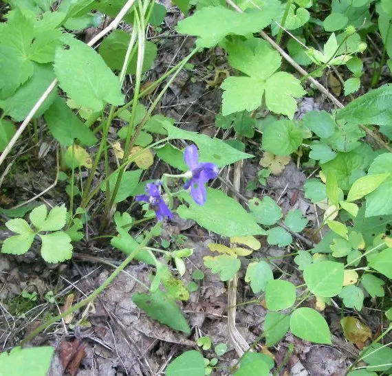 Dwarf Larkspur (Delphinium Tricorne) — Toxic if ingested, so place with care