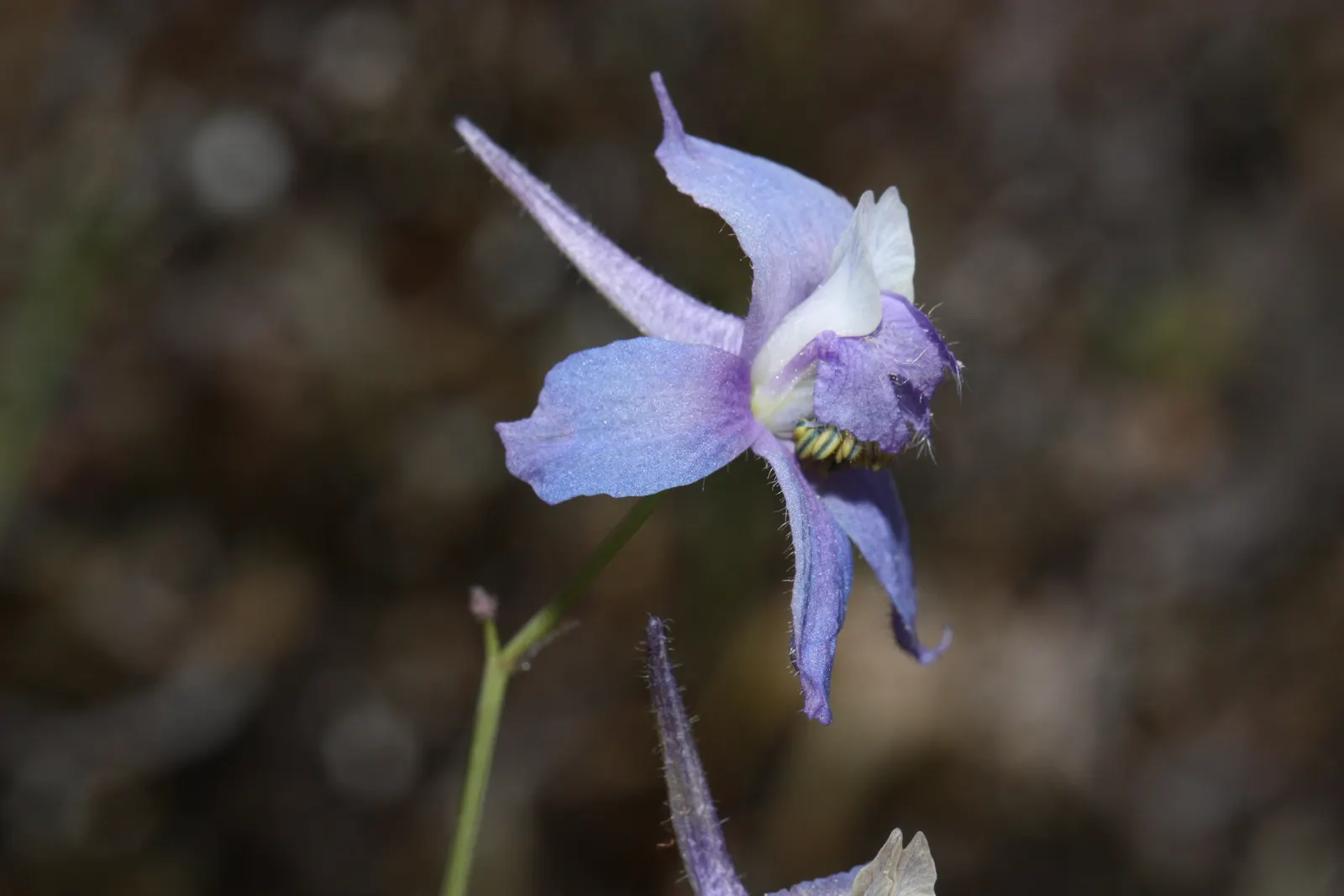 Dwarf Larkspur (Delphinium Tricorne) — scientifically named Delphinium tricorne; the Dwarf Larkspur unfurls richly hued flowers typically in shades of blue to