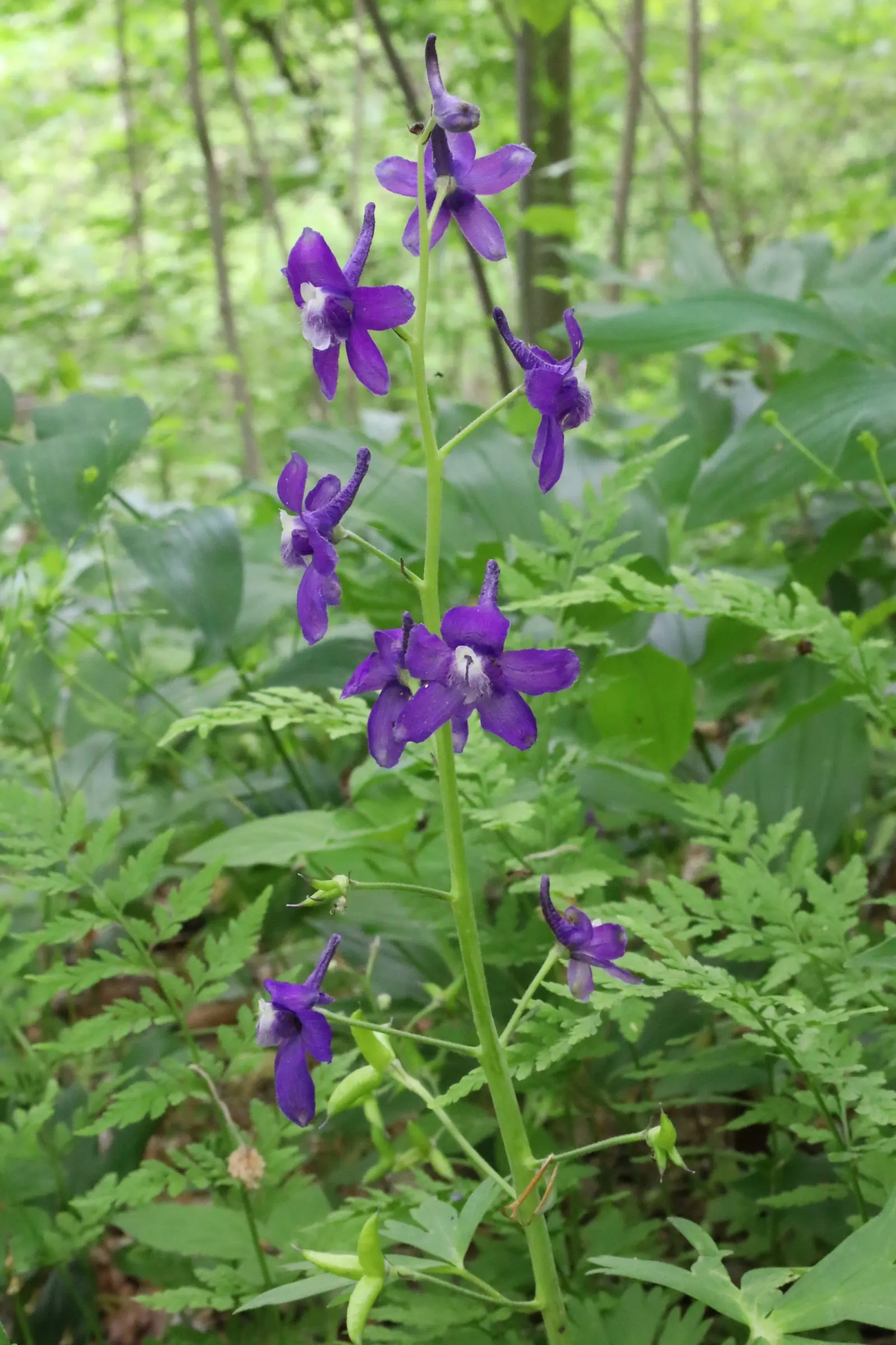 Dwarf Larkspur (Delphinium Tricorne) — perennial for full