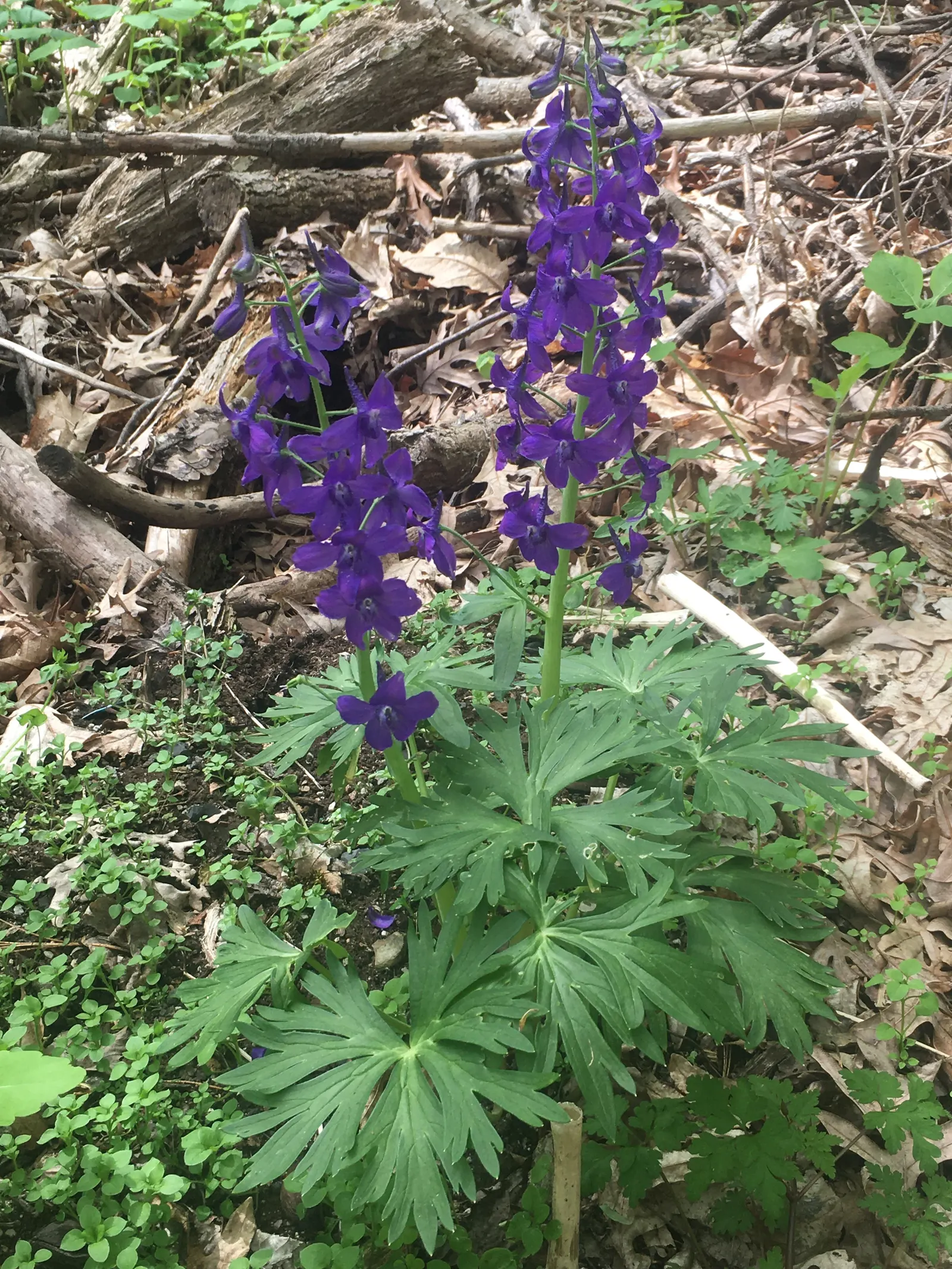 Dwarf Larkspur (Delphinium Tricorne) — consider incorporating the Dwarf Larkspur for seasonal color
