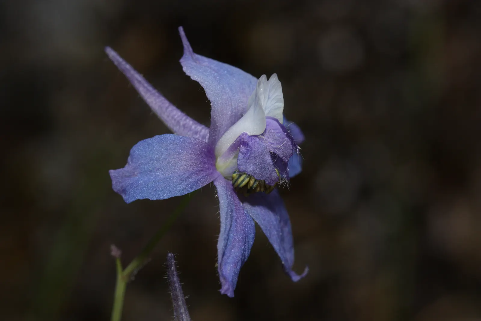 Dwarf Larkspur (Delphinium Tricorne) — It thrives in partial shade with well-drained soil, ideal for woodland gardens; this perennial plant boasts an elegant